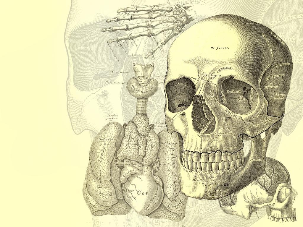 1030x770 Human Anatomy Wallpaper. (52++ Wallpaper), Desktop