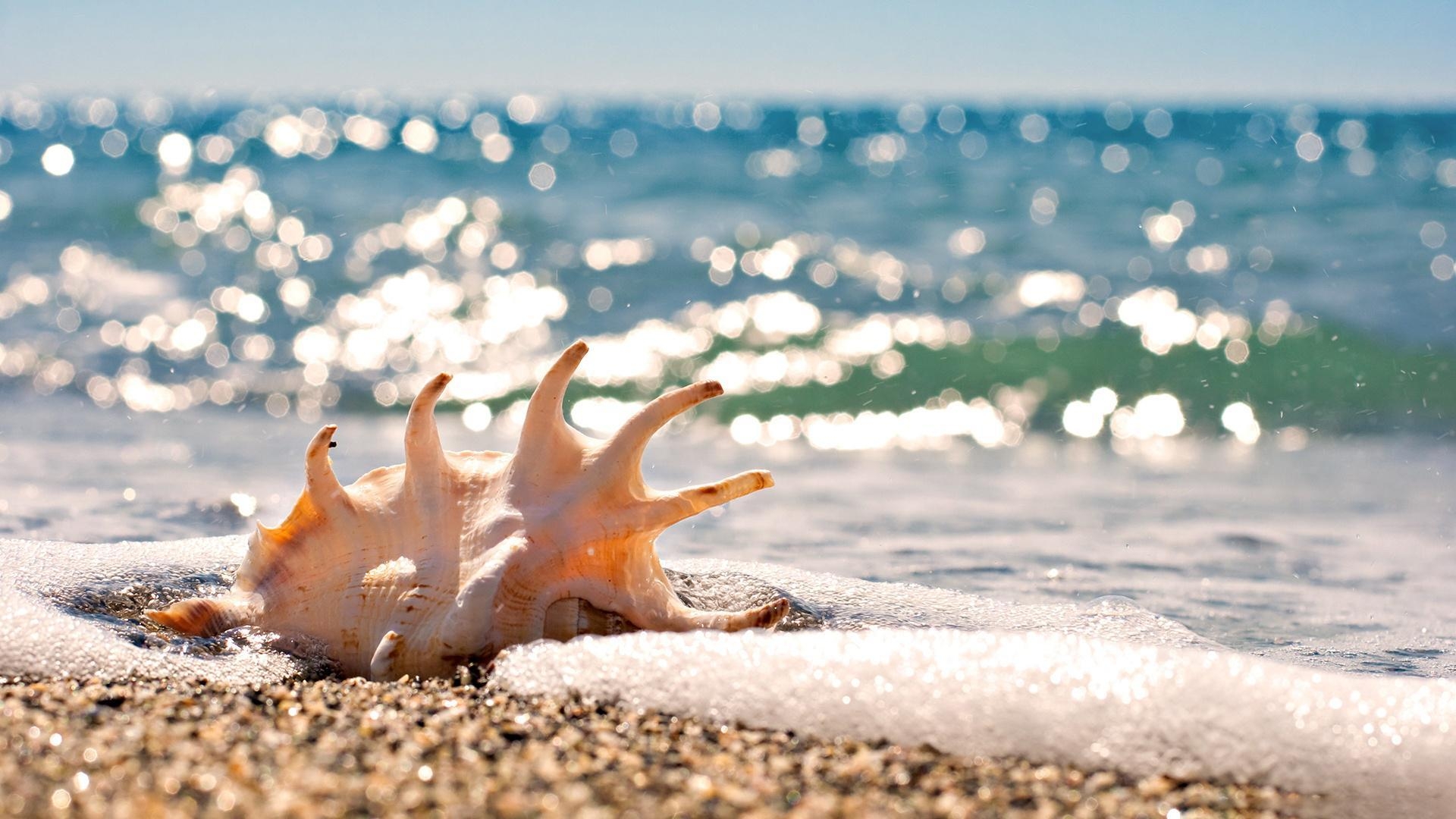 1920x1080 Seashells HD Desktop Wallpaper for Widescreen, High Definition, Desktop