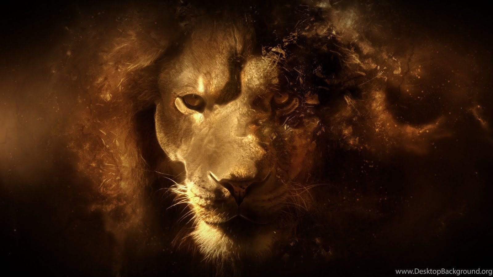 1600x900 Dangerous Lion Wallpaper Dowload Desktop Background, Desktop