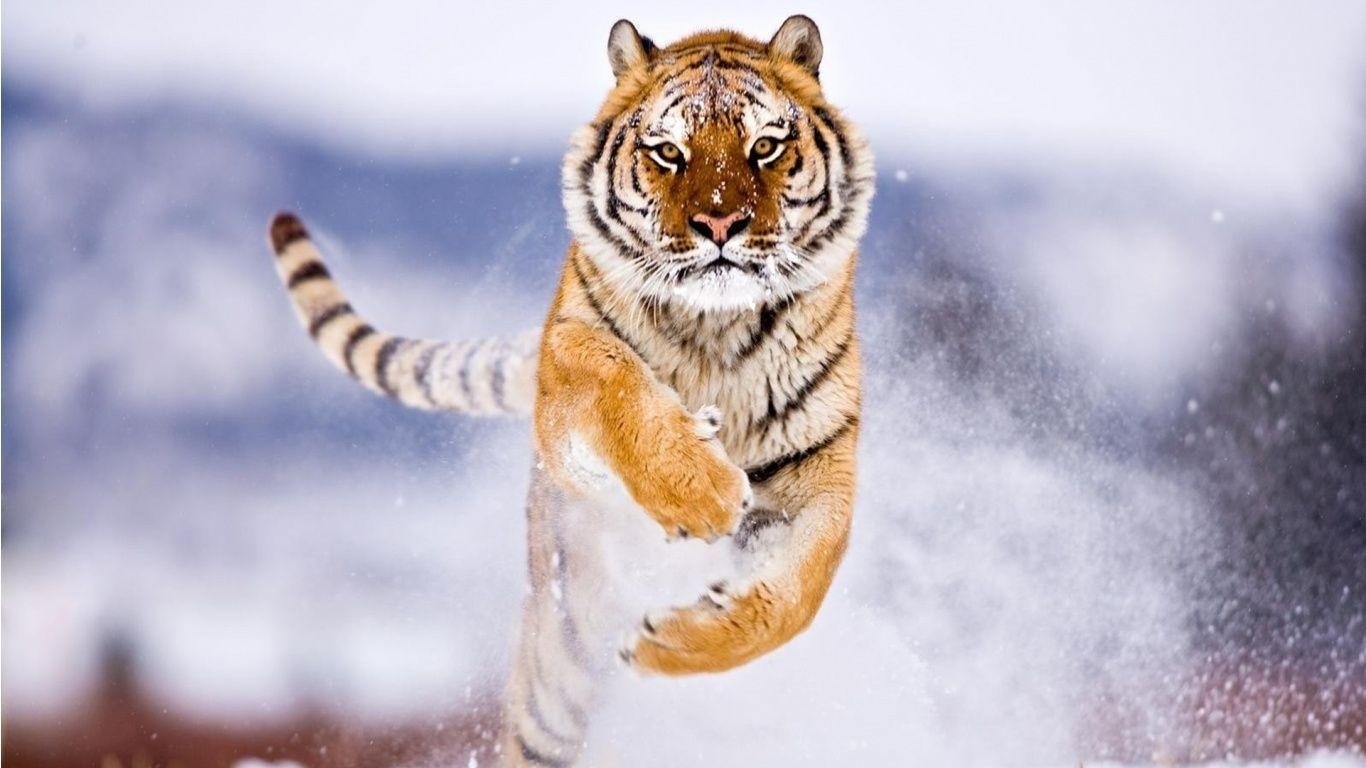 1370x770 White Tiger Cubs Wallpaper In Snow, Desktop