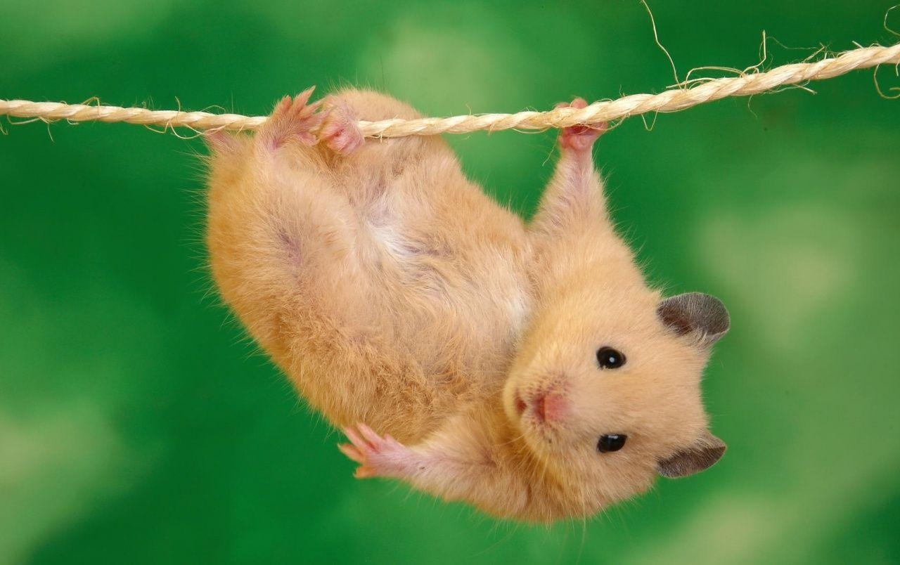 1280x810 Hanging hamster wallpaper. Hanging hamster, Desktop