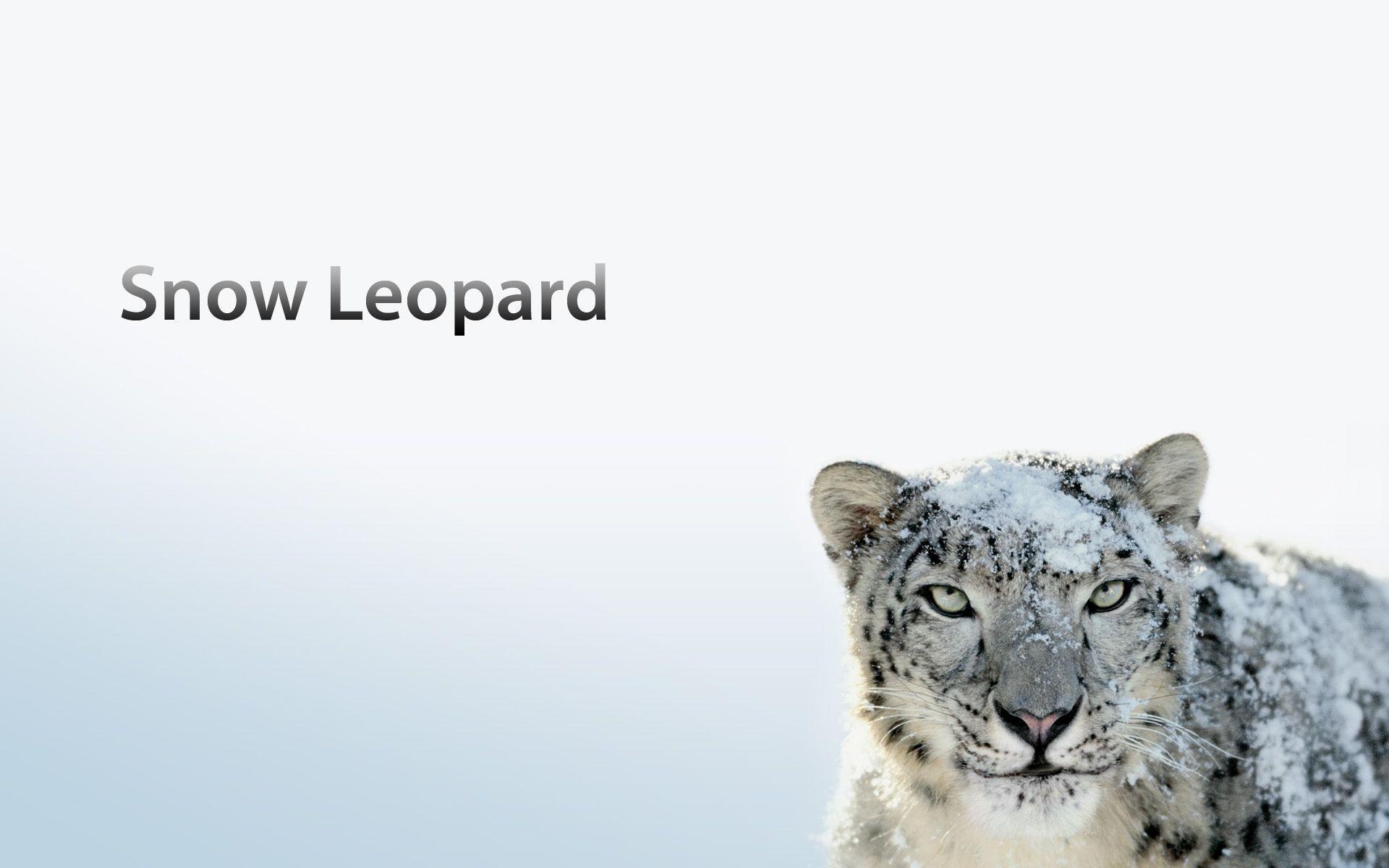 1920x1200 Snow Leopard Wallpaper, Desktop