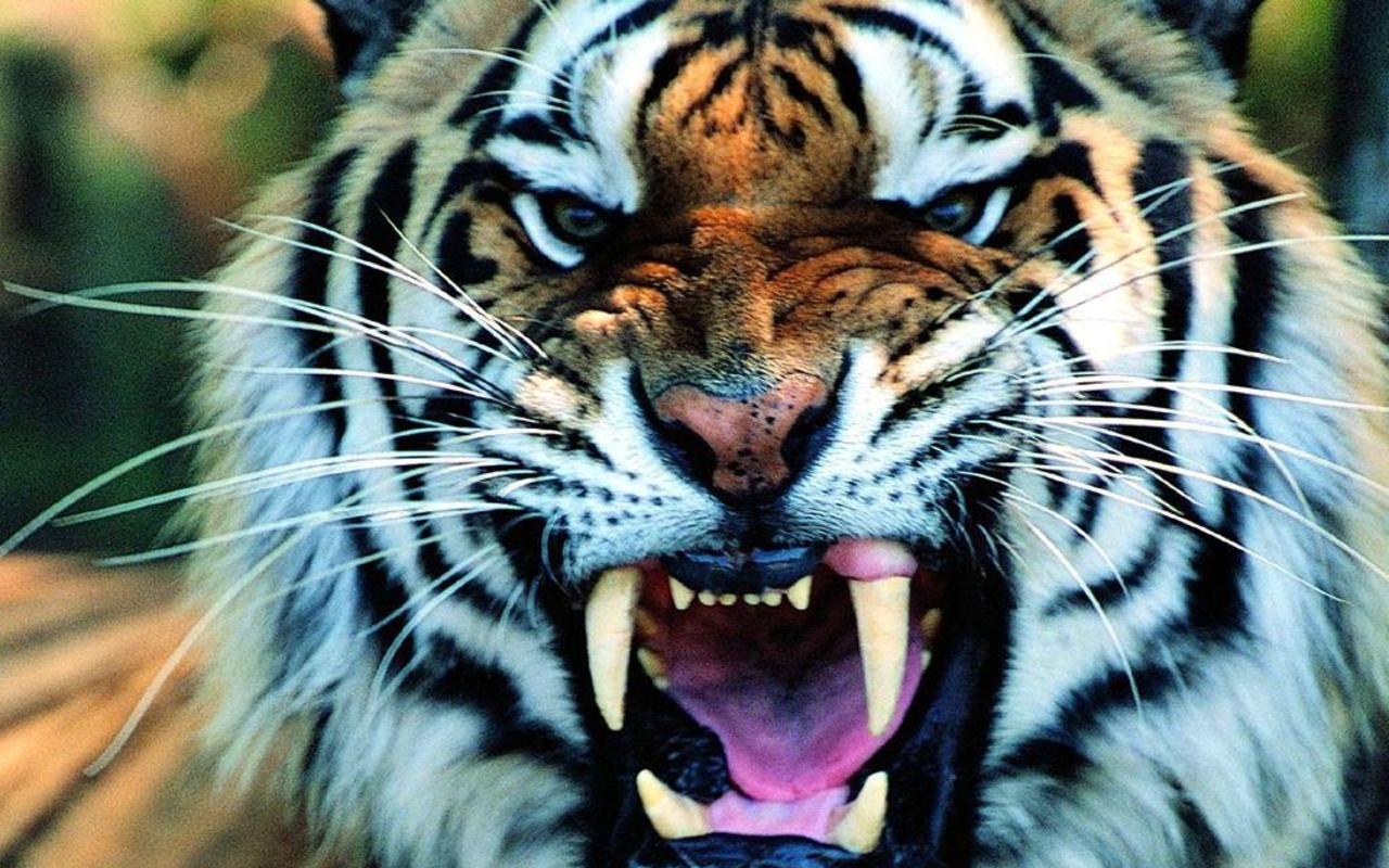 1280x800 Tiger Wide Wallpaper Wallpaper. Cariwall, Desktop