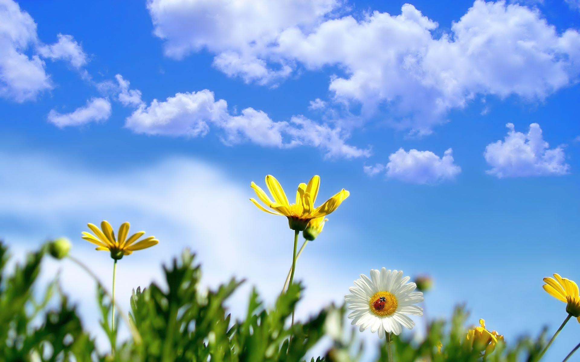 1920x1200 Sunny Springtime Wallpaper Wide or HD, Desktop