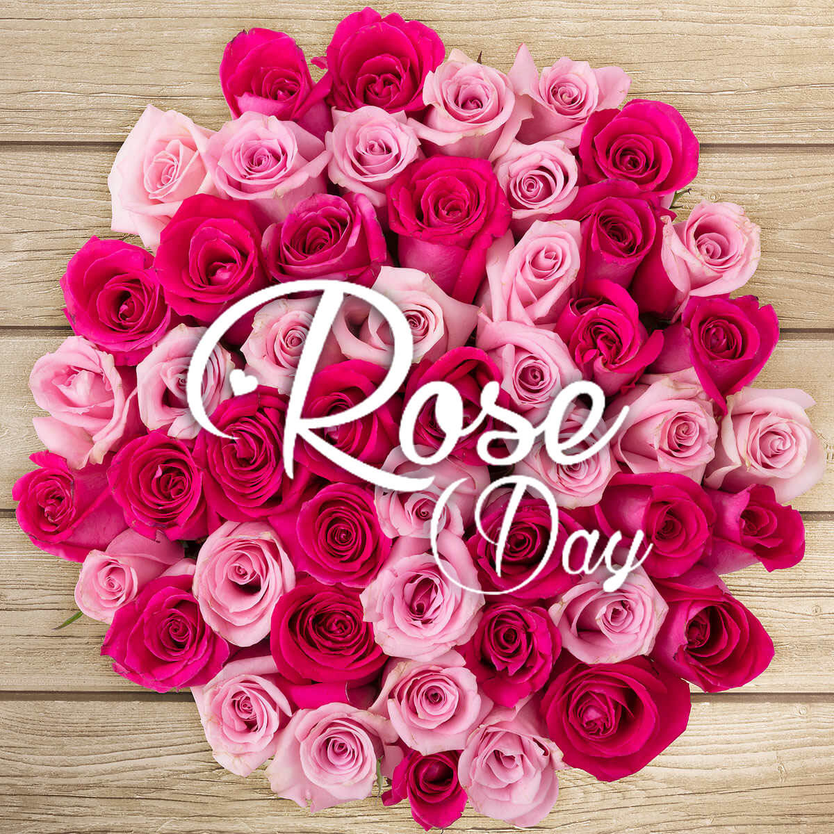 1200x1200 Rose Day Wallpaper, Phone