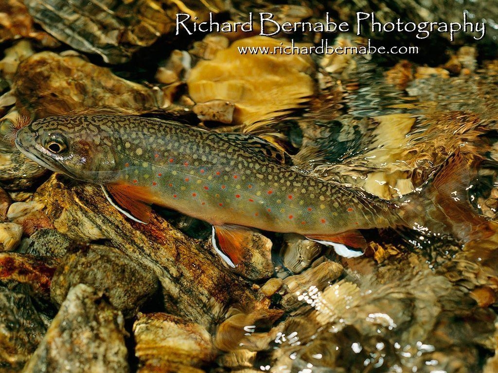 1030x770 Brown Trout Wallpaper, Desktop