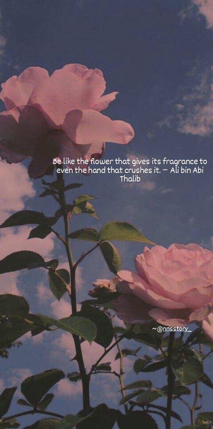 720x1450 Ali bin Abi Thalib Quotes. Rose wallpaper, iPhone background, Flower aesthetic, Phone