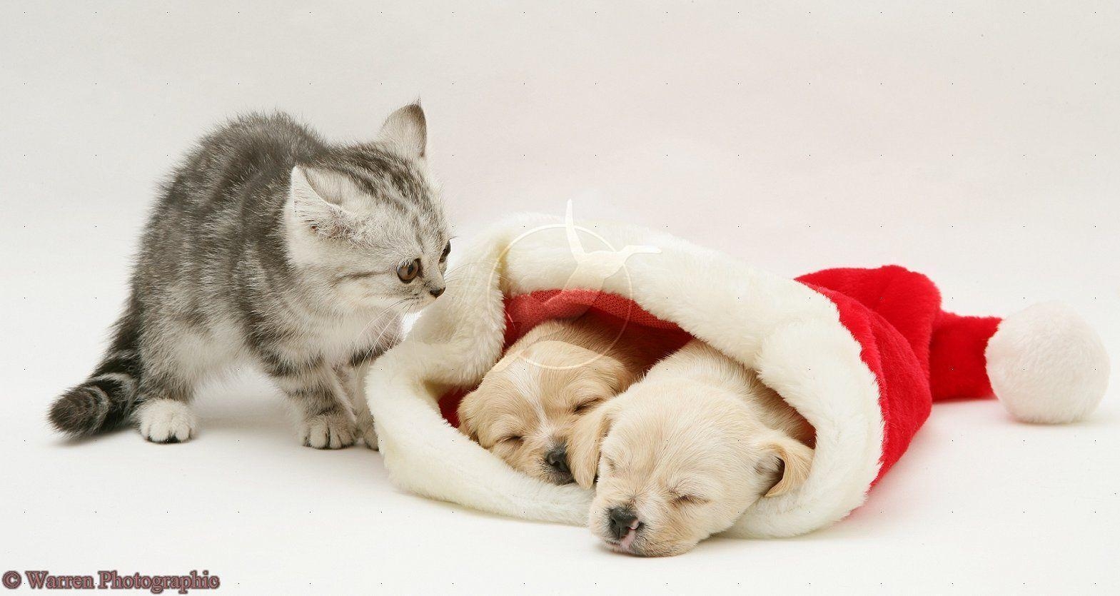 1570x840 Cute Christmas Kittens And Puppies 10723 HD Wallpaper, Desktop