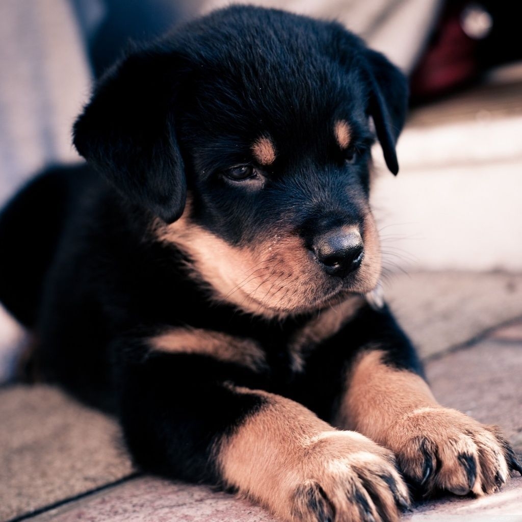 1030x1030 Rottweiler Puppy Wallpaper Free Rottweiler Puppy Background, Phone