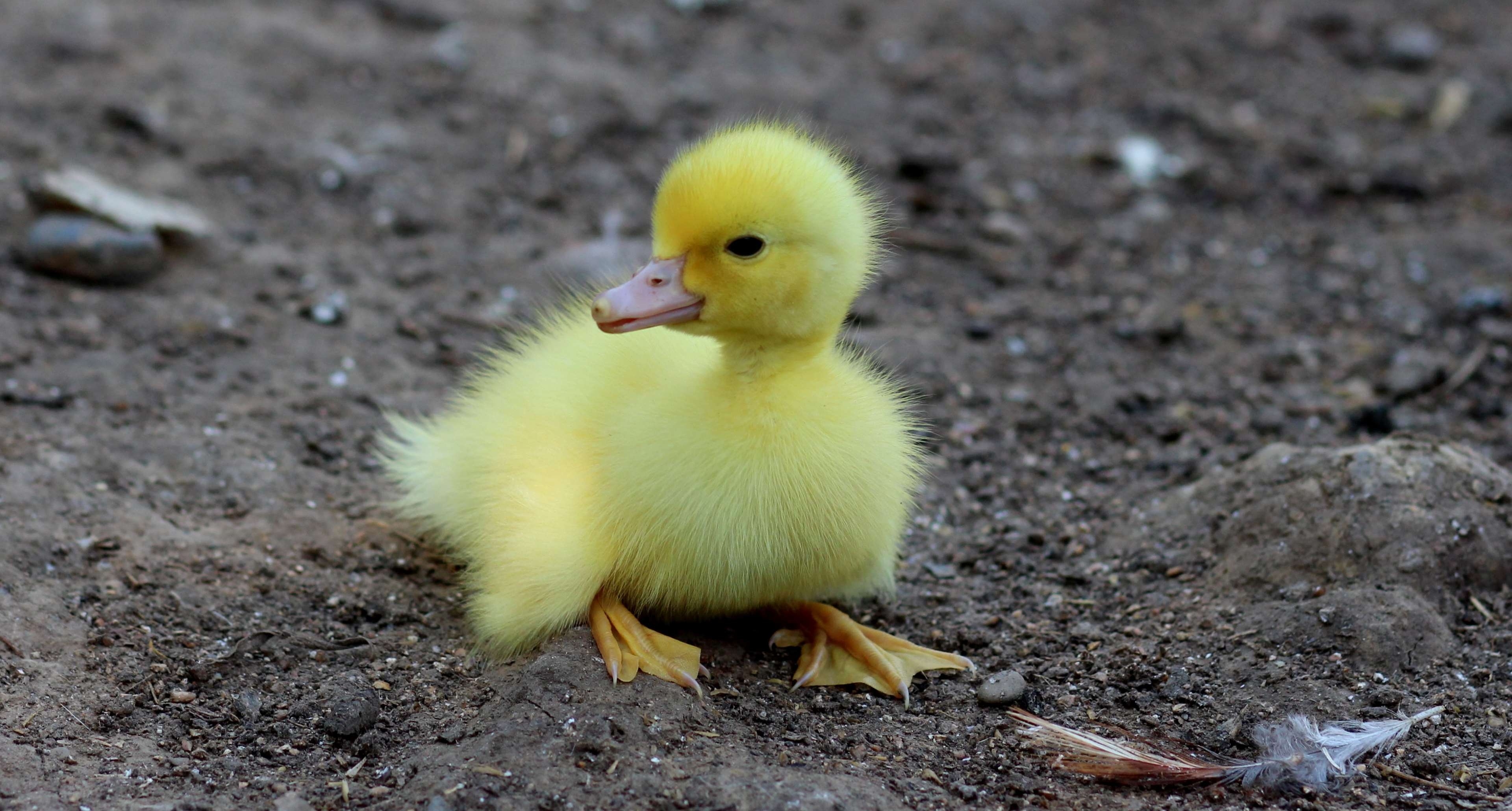 3840x2070 animal, bird, cute, duck, duckling, feathers, little, small 4k wallpaper, Desktop