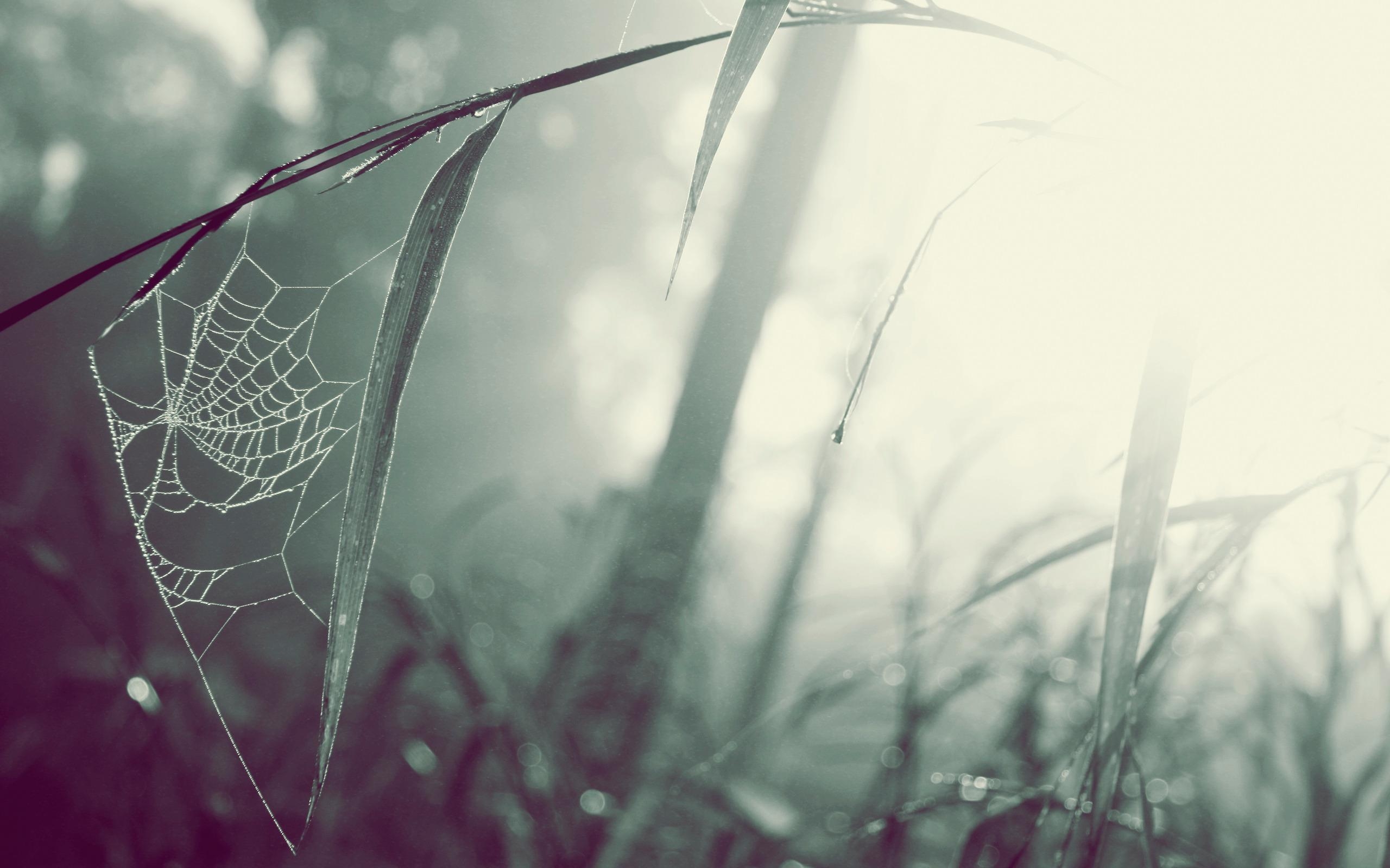 2560x1600 Spider Web HD Wallpaper, Desktop