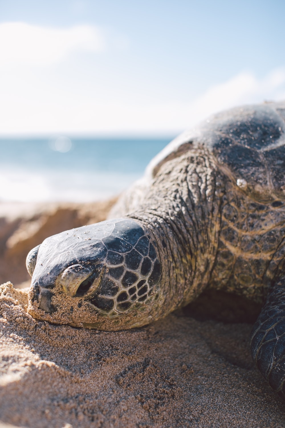 1000x1500 Gray turtle on seashore photo, Phone