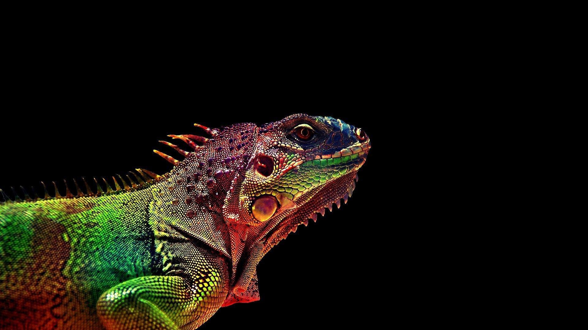 1920x1080 Iguana Wallpaper 17 X 1080, Desktop