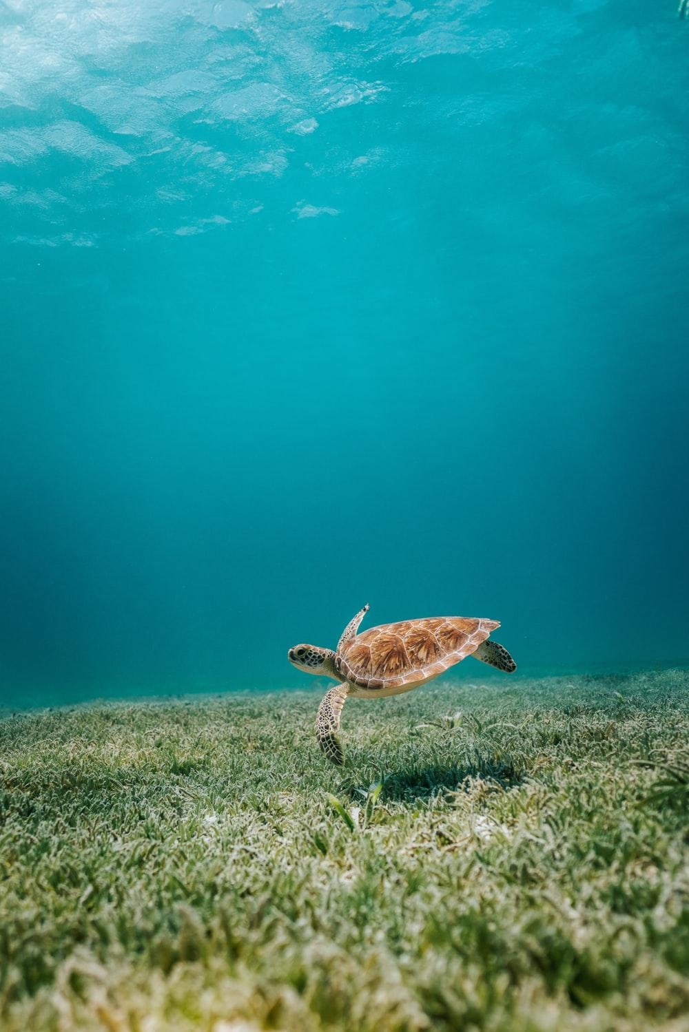 1000x1500 Turtle Picture. Download Free Image, Phone