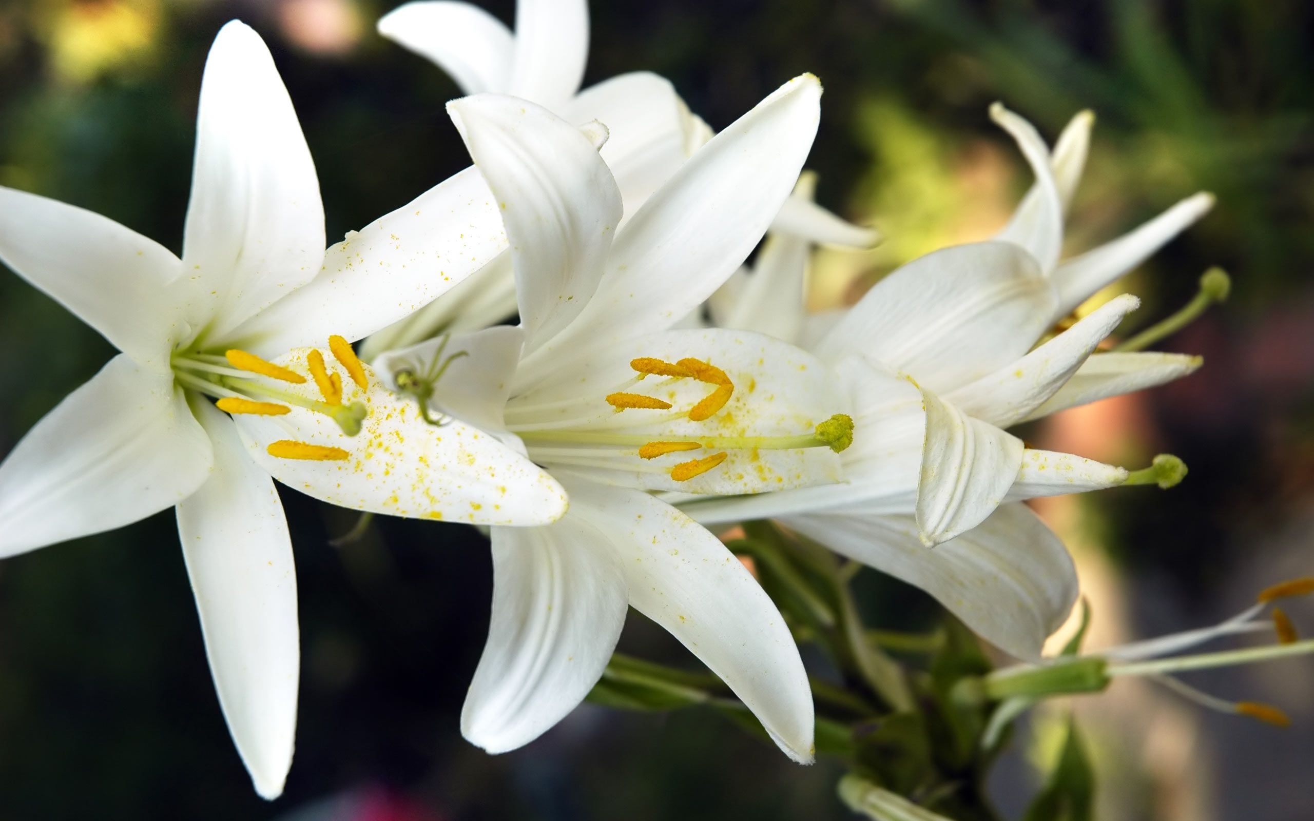 2560x1600 Beautiful Lily Flower Wallpaper, Desktop