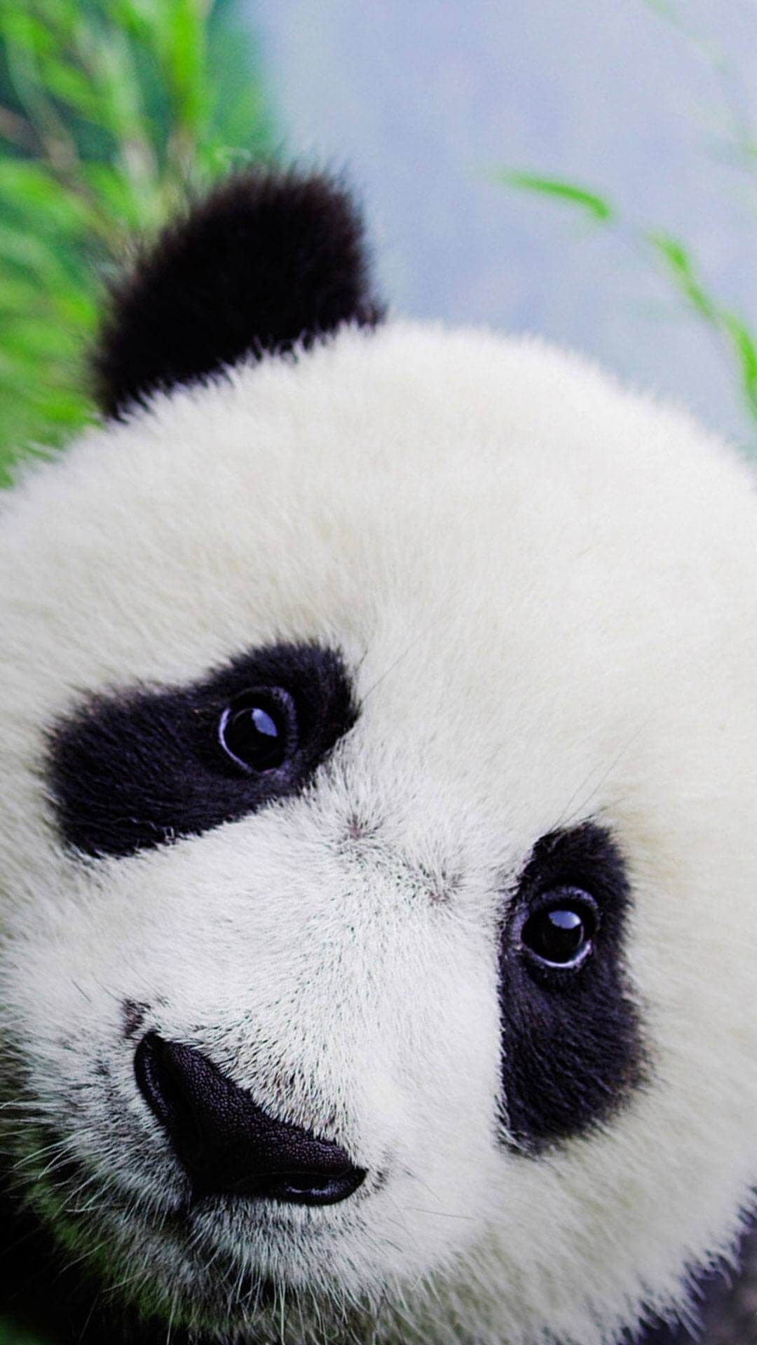 1080x1920 2850 Tiere / Vögel Bilder, HD Fotos (1080p), Hintergrundbilder (Android / IPhone) (2019) #Andr. Panda Wallpaper, Cute Baby Animals, Animal Wallpaper, Phone