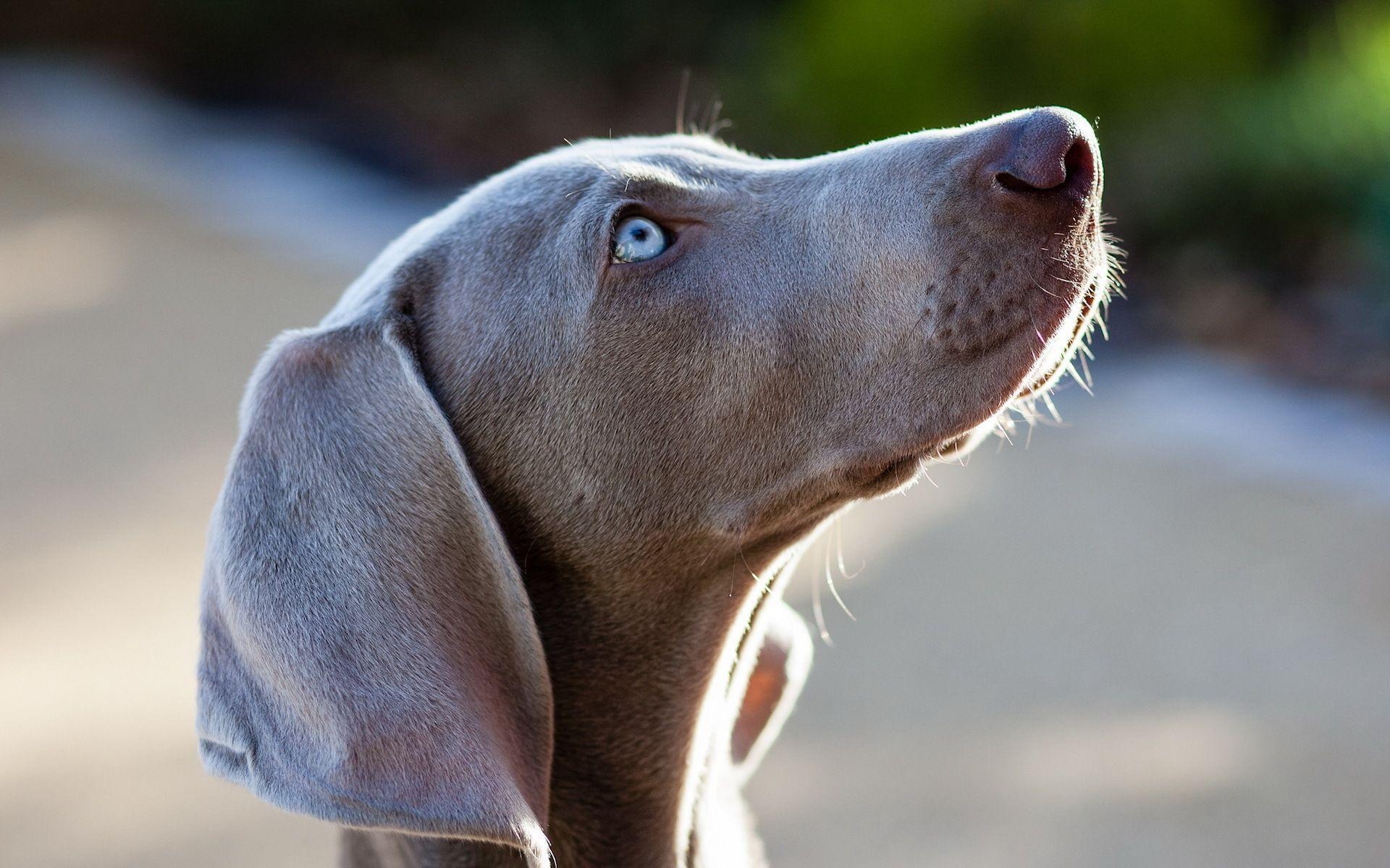 1920x1200 Weimaraner Computer Wallpaper, Desktop Background  Id, Desktop