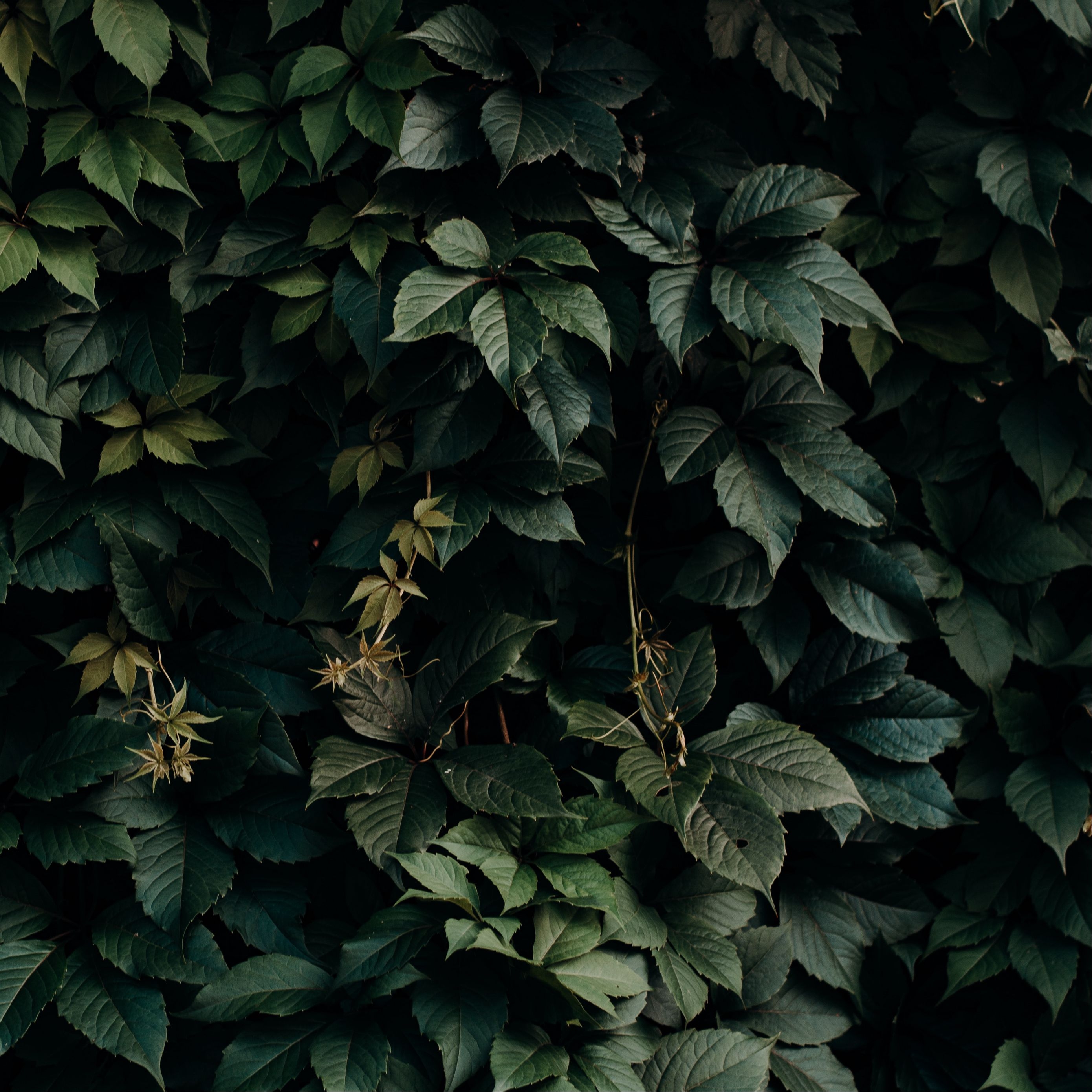 2780x2780 Download wallpaper  leaves, green, plant, dark, shade ipad air, ipad air ipad ipad ipad mini ipad mini ipad mini ipad pro 9.7 for parallax HD background, Phone