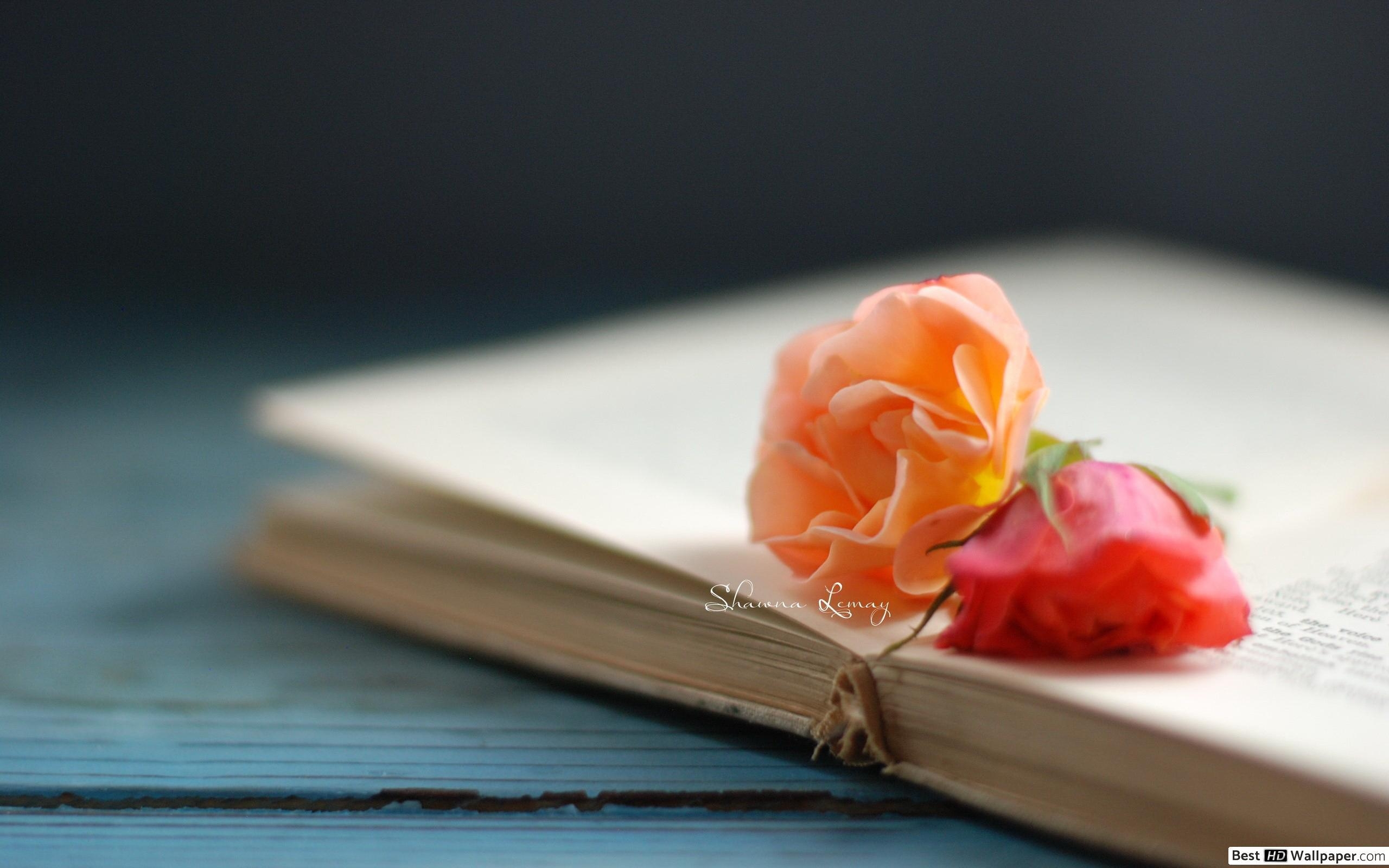 2560x1600 Rose on the books HD wallpaper download, Desktop