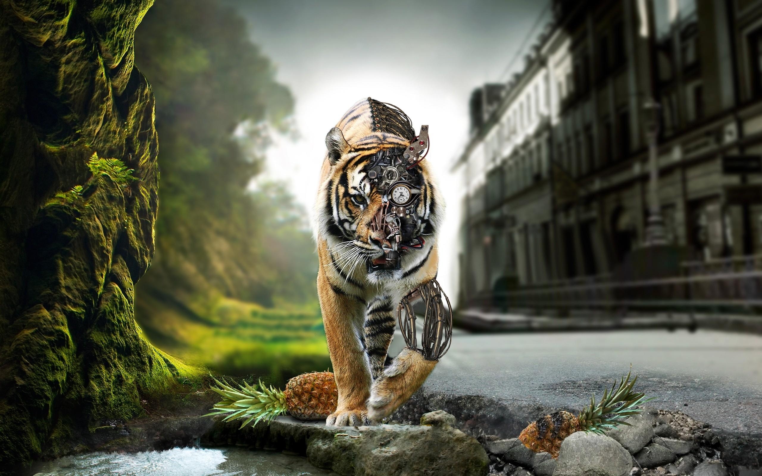 2560x1600 Tiger Wallpaper, Download Tiger HD Wallpaper for Free, atgbcentral.com, Desktop