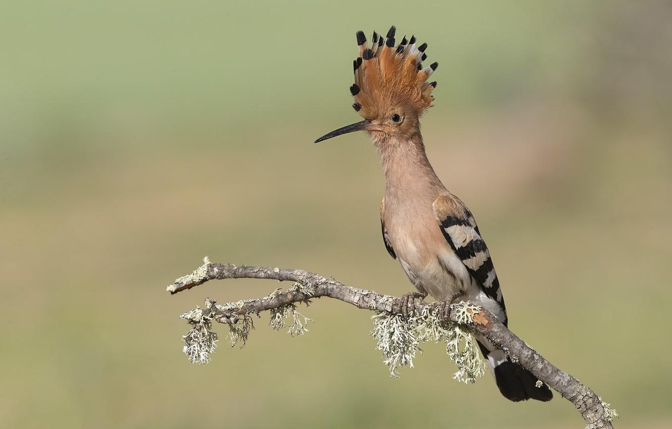 1340x850 Wallpaper background, bird, hoopoe image for desktop, Desktop