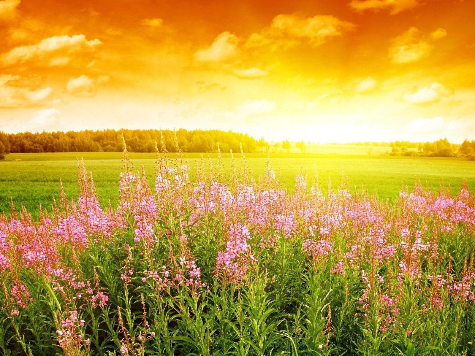 1600x1200 Summer Flowers Background Picture 5 HD Wallpaper. Hdimges, Desktop