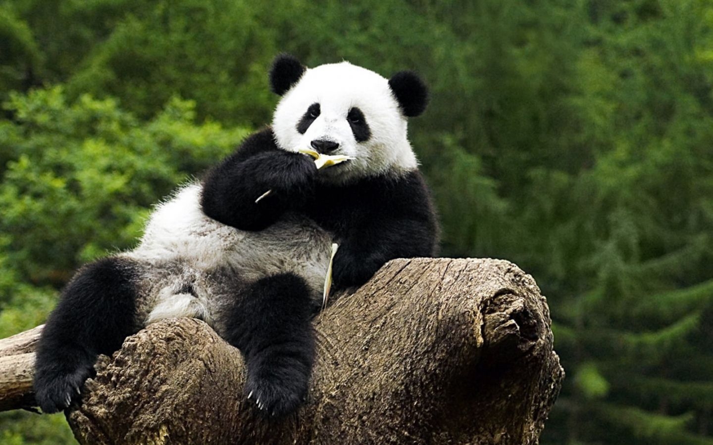 1440x900 Free download Description Panda Wallpaper HD is a hi res Wallpaper for pc desktops [1600x1200] for your Desktop, Mobile & Tablet. Explore Panda Wallpaper for Desktop. Panda iPhone Wallpaper, Desktop