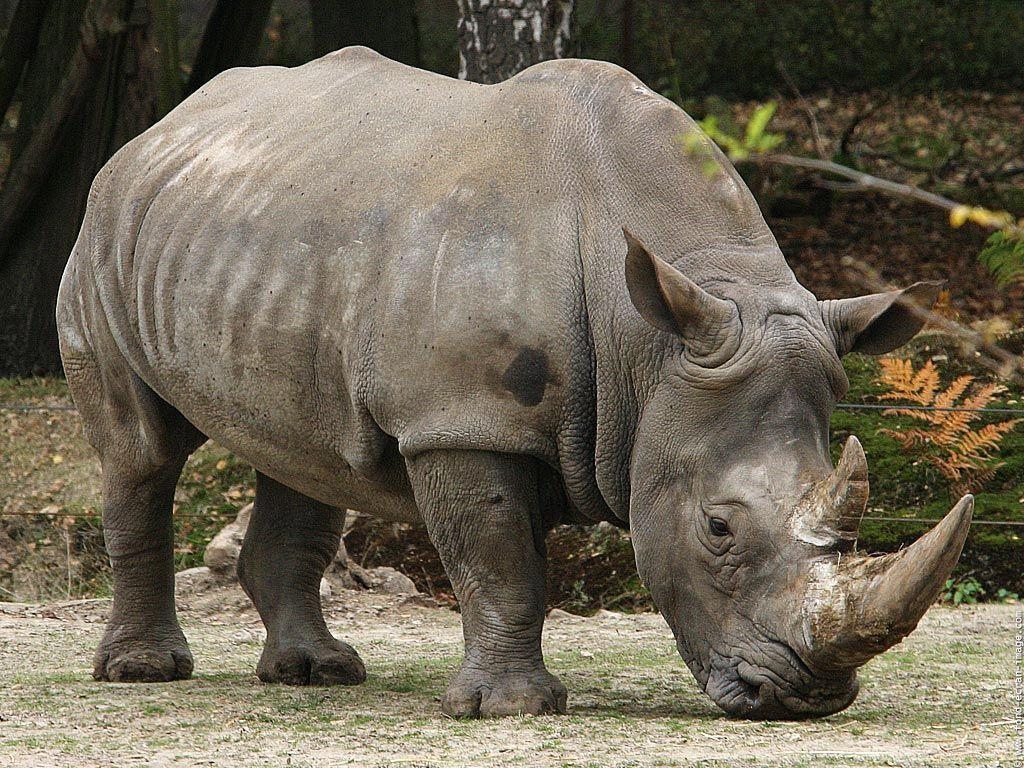 1030x770 Wild Animals And Wildlife Photo. Rhinoceros, Rhinoceros, Desktop