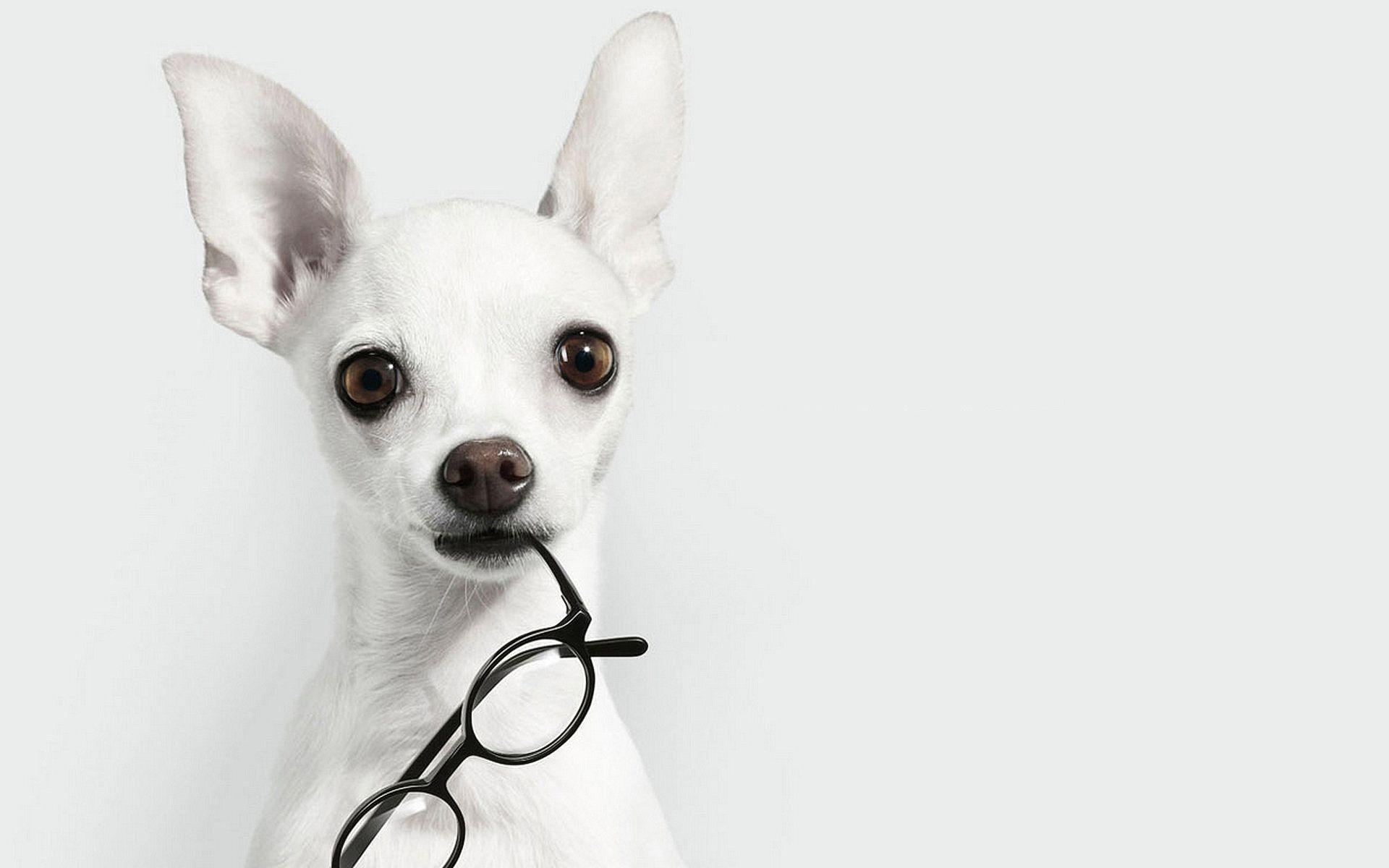 1920x1200 white dog with glasses Wallpaper, Desktop