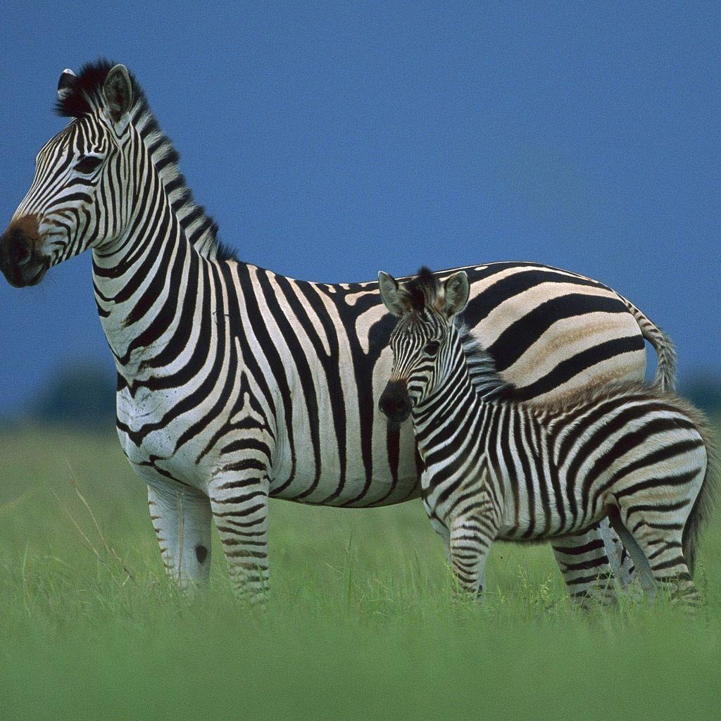 1030x1030 Baby Zebra Facts, Wallpaper, Info on Stripes & What It's Called, Phone