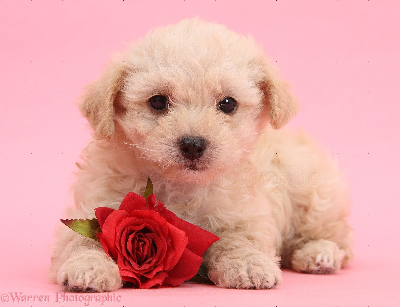 1310x1010 Dog: Cute Valentine puppy with rose on pink background photo WP37872, Desktop