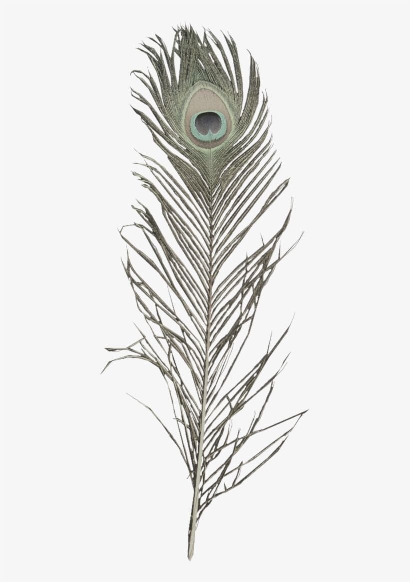 820x1170 Krishna Flute With Peacock Feather Image De Pavo Real Png PNG Image. Transparent PNG Free Download on SeekPNG, Phone