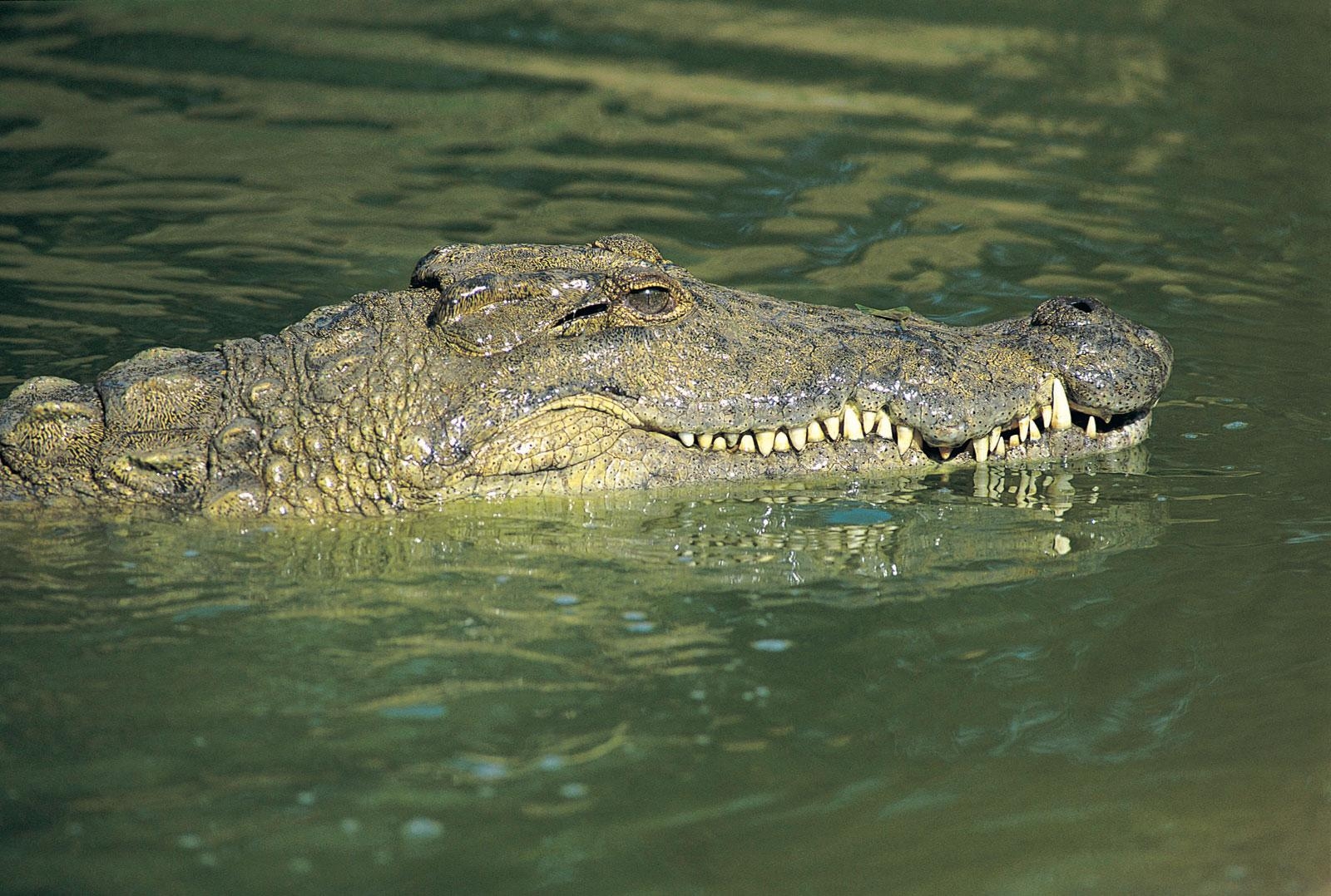 1600x1080 crocodile. Habitat, Description, Teeth, & Facts, Desktop