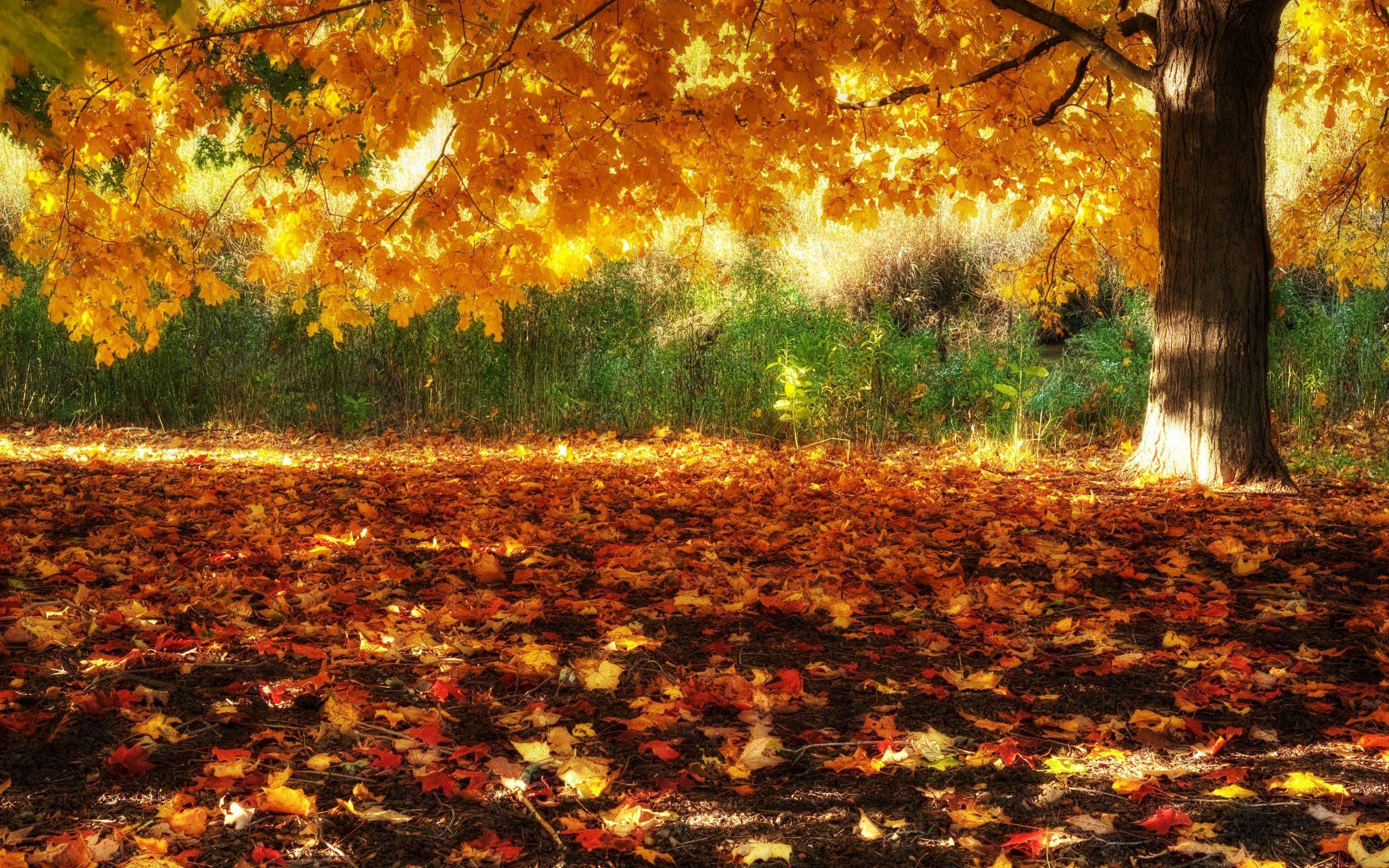 2560x1600 Beautiful Autumn Fall Scenery Wallpaper. Fav Wallpaper HD, Desktop