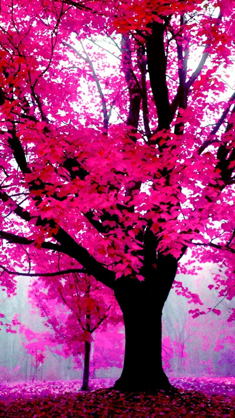 750x1340 pink iphone wallpaper forest iphone 13 wallpaper, Best iPhone Wallpaper and iPhone background, WallpaperUpdate, Best iPhone Wallpaper and iPhone background, Phone