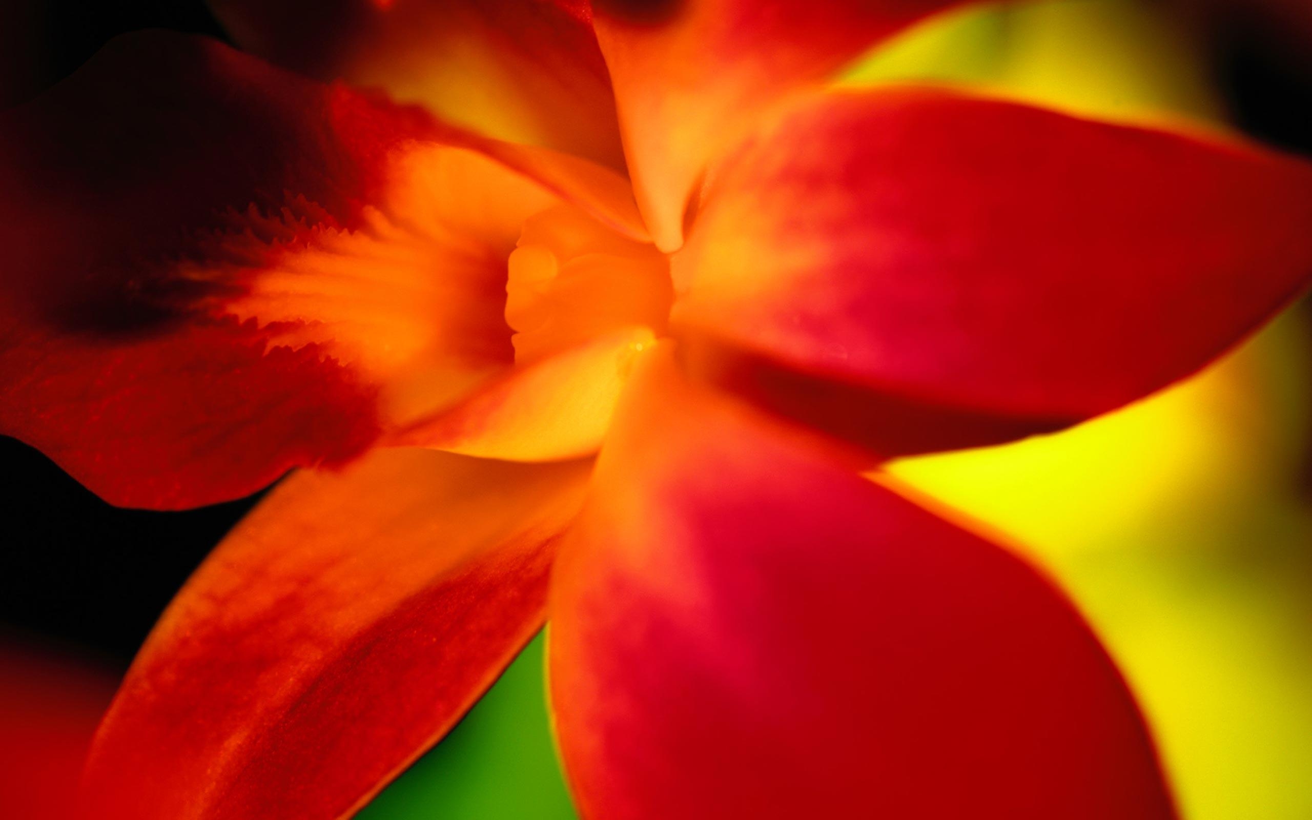 2560x1600 Desktop background // Animal Life // Flowers // Red flower petals, Desktop