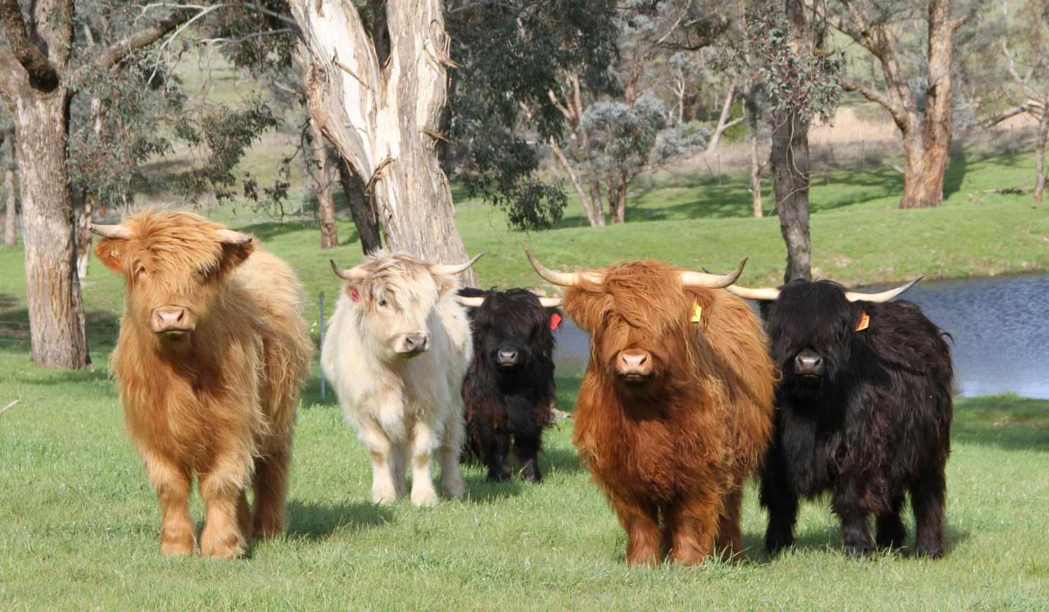 1500x880 Highland Cow Wallpaper, Desktop