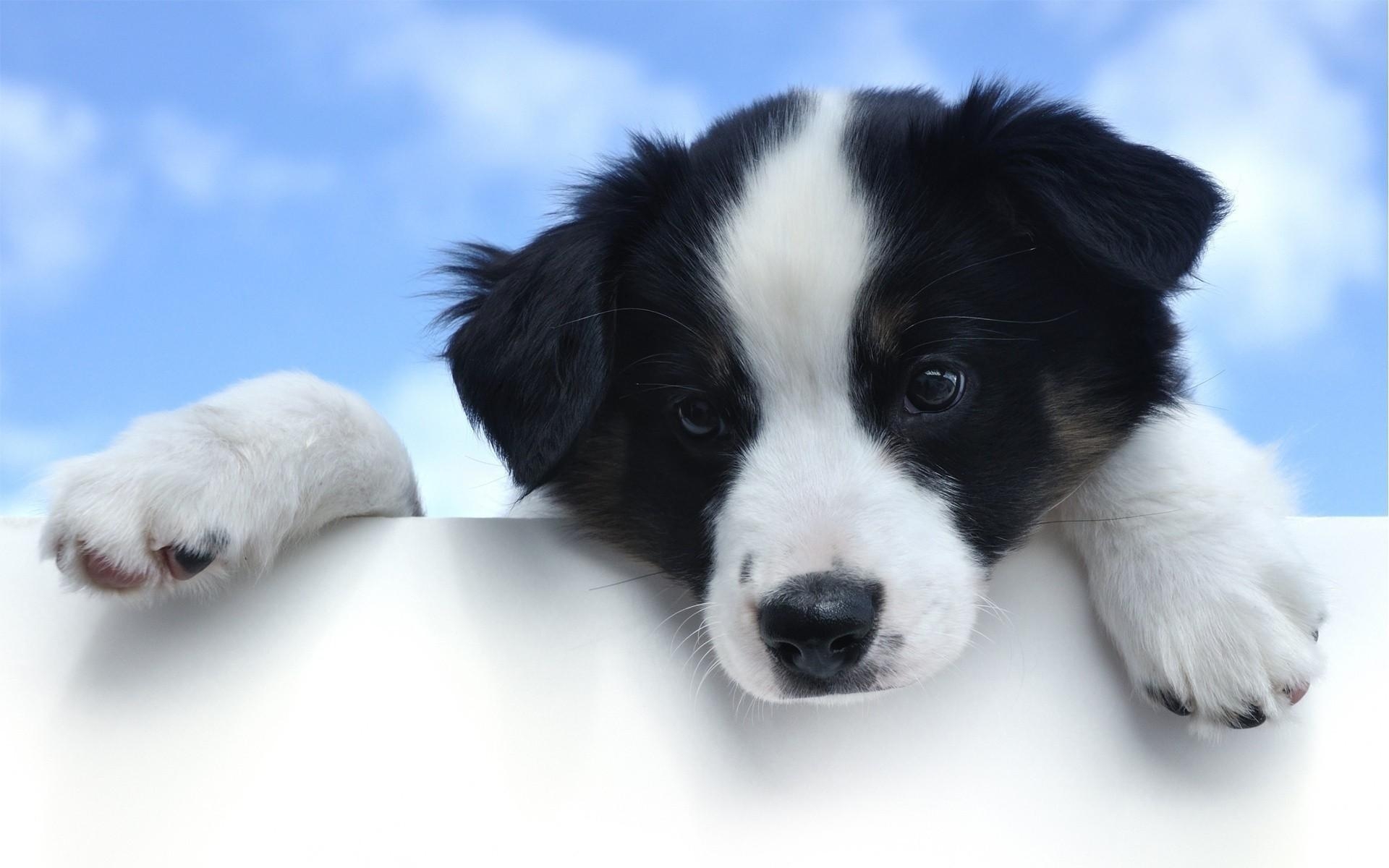 1920x1200 Border Collie Wallpaper, Desktop