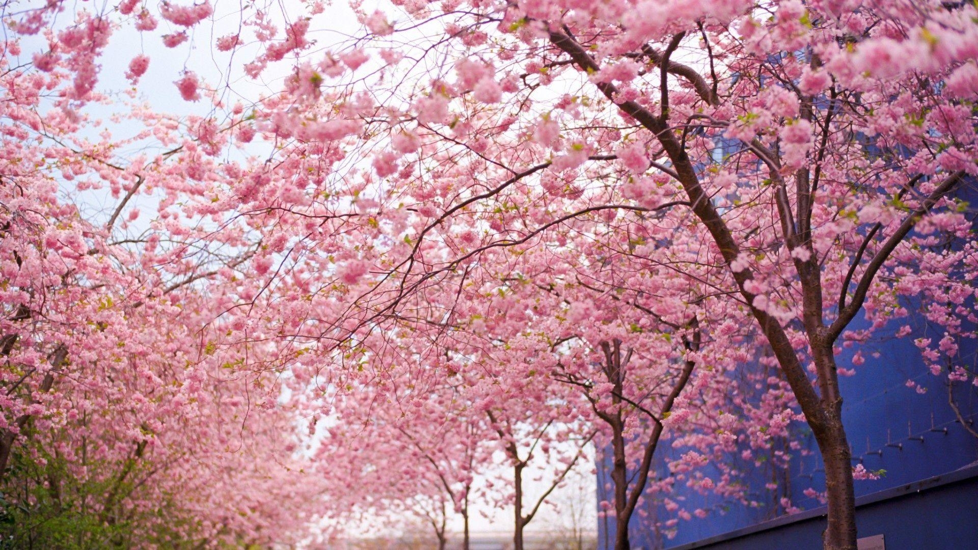 1920x1080 Spring Cherry Blossoms Desktop Wallpaper Free Spring Cherry Blossoms Desktop Background, Desktop