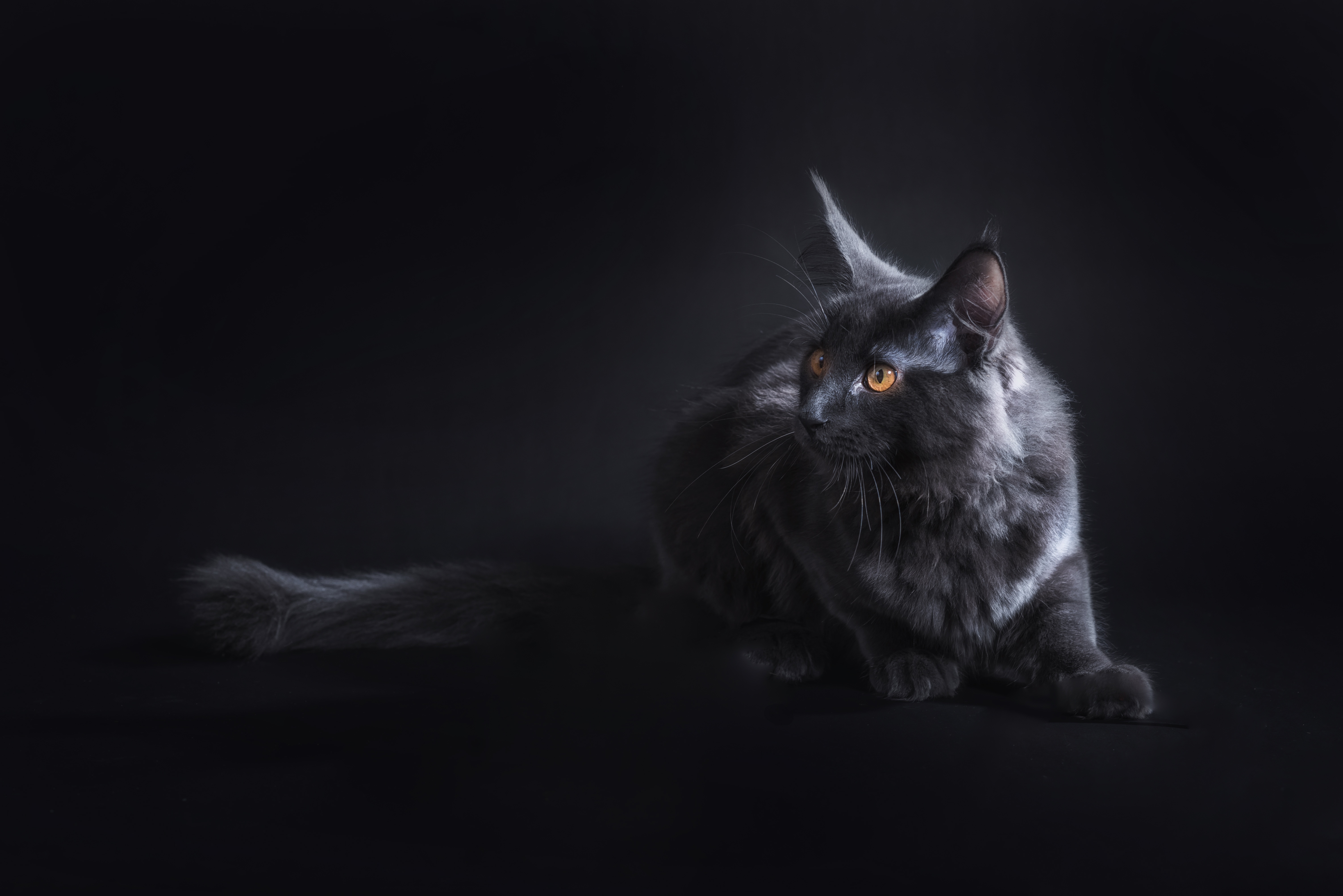 6020x4020 Black Cat Wallpaper 5k Retina Ultra HD Wallpaper. Background Image, Desktop