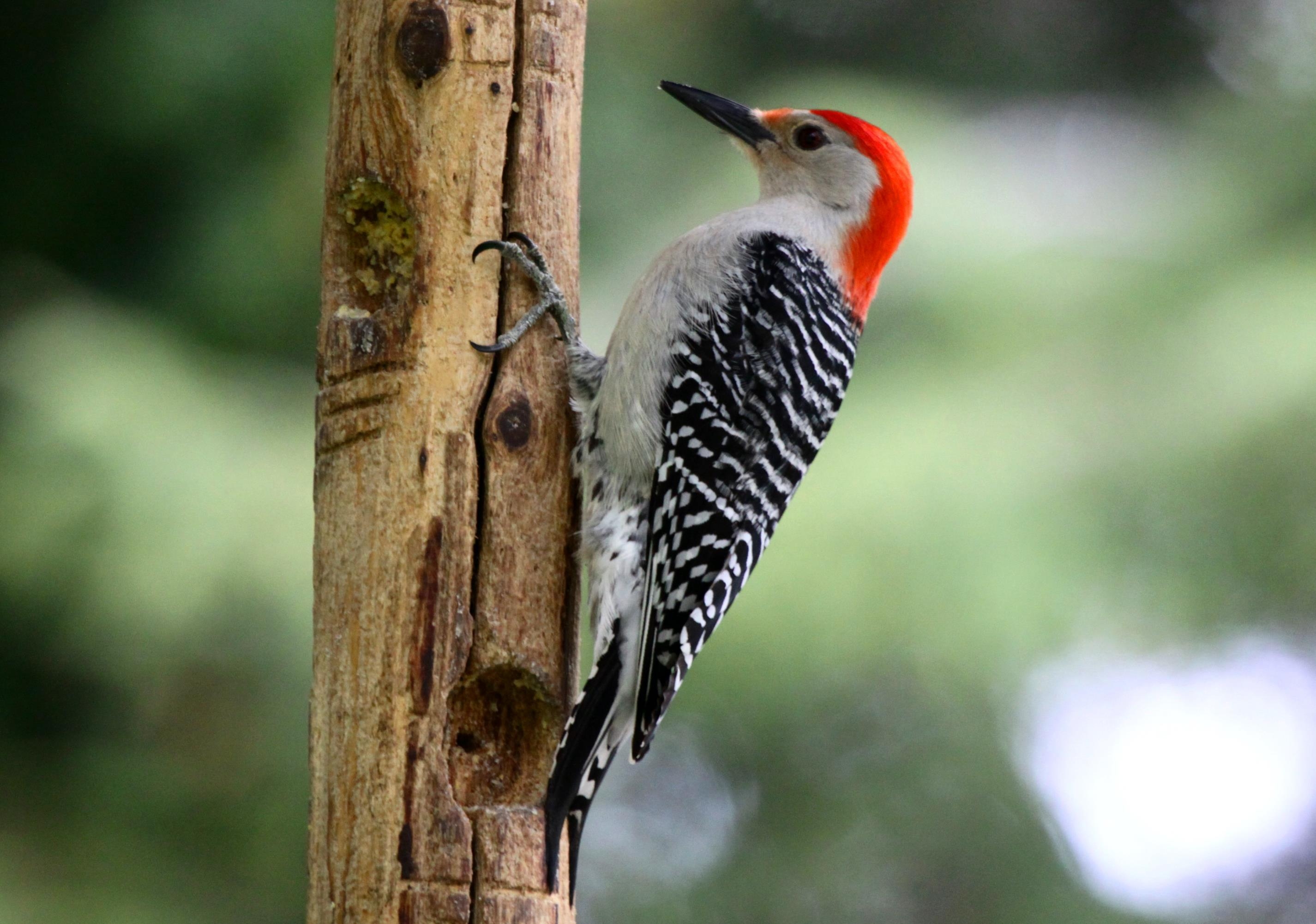 2860x2010 Woodpecker Bird Image Free HD Wallpaper Download, Desktop