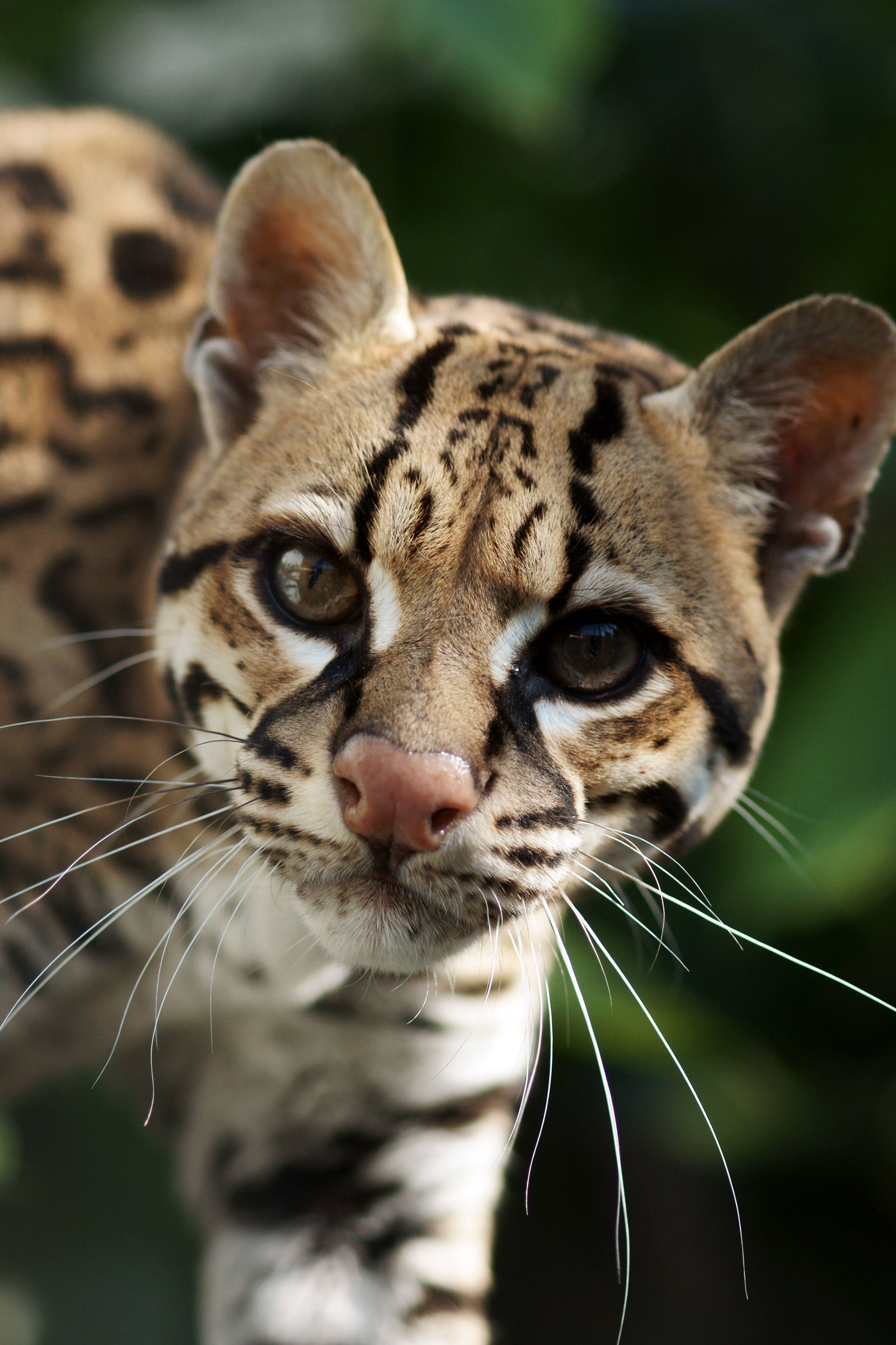 2850x4280 Ocelot, Phone