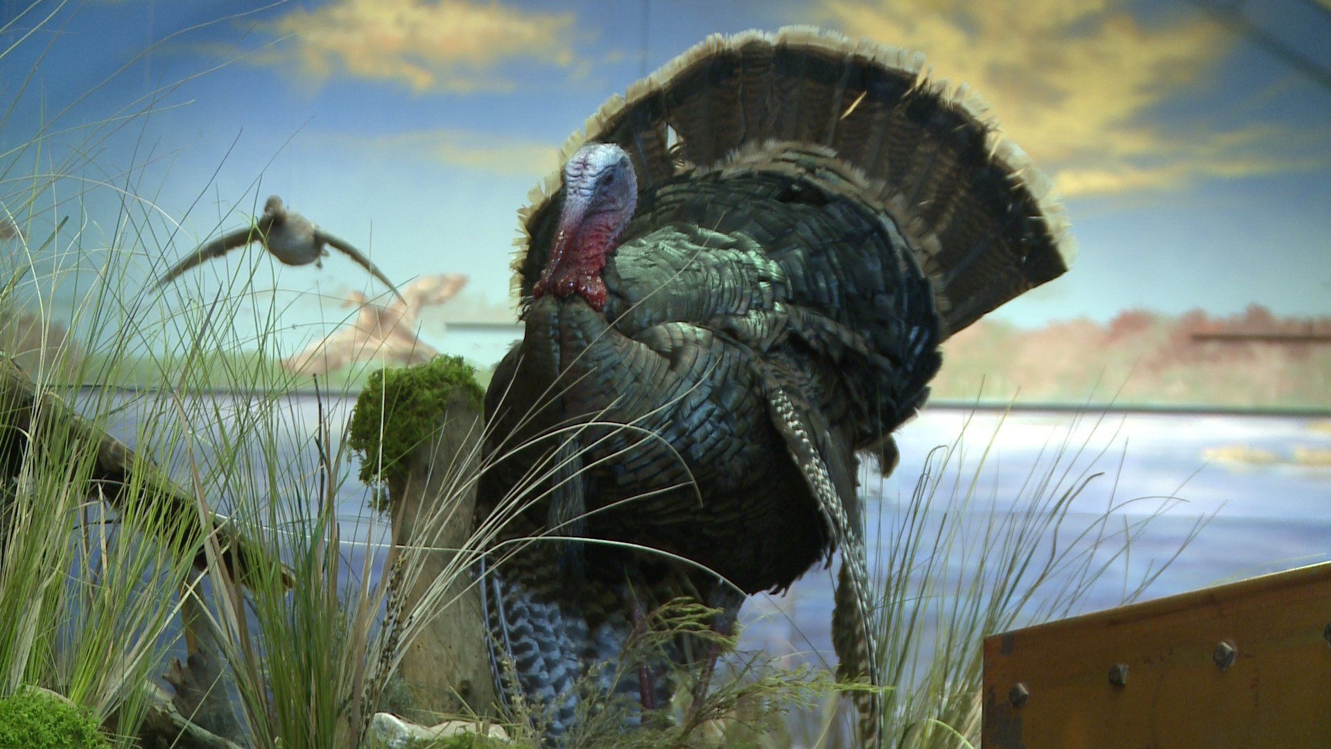 1920x1080 Turkey Hunting, Desktop