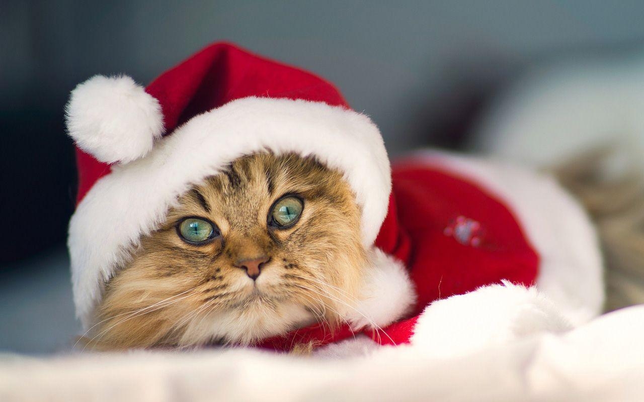 1280x800 Free Download Christmas Pets HD Wallpaper in, Desktop