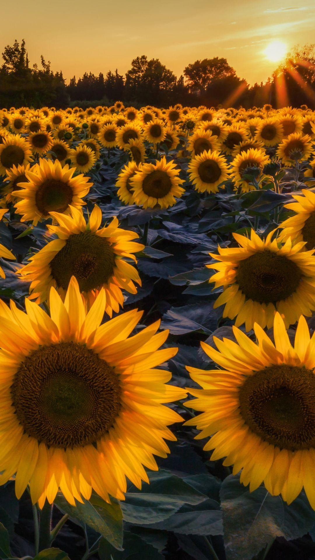 1080x1920 Most Beautiful Sunflowers Wallpaper, Phone