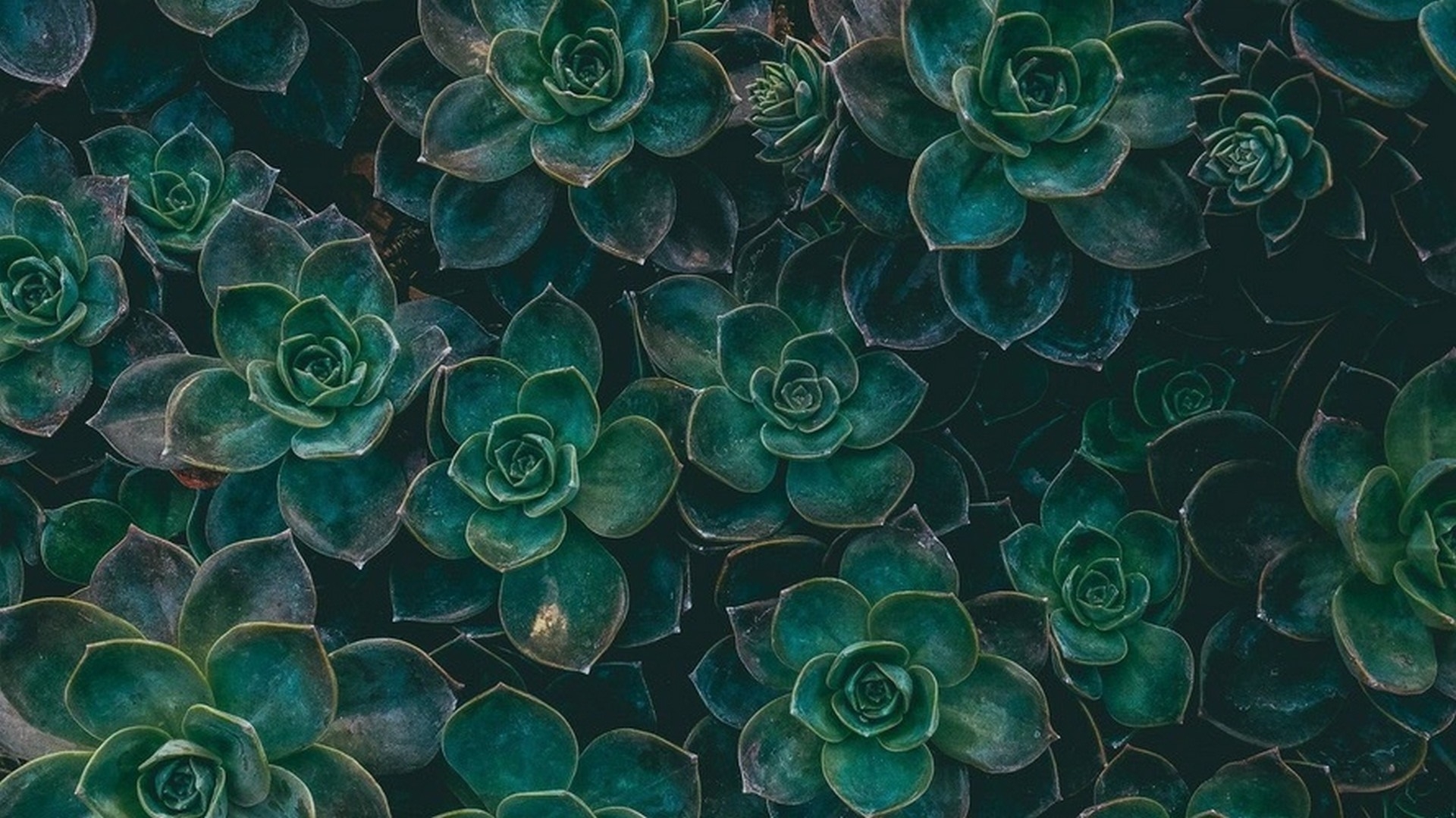 1920x1080 Green Aesthetic Wallpaper HD Live Wallpaper HD, Desktop