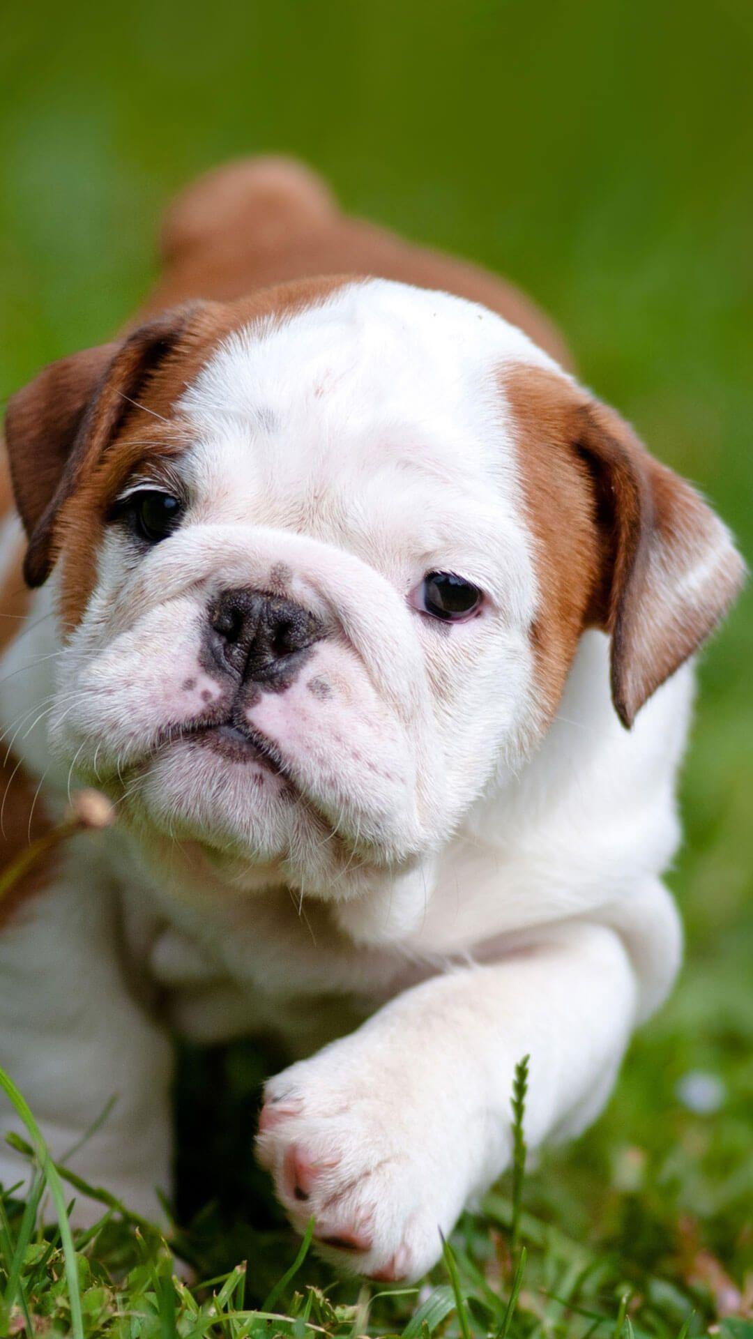 1080x1920 Cute English Bulldog Puppies iPhone Wallpaper HD. Animal Wallpaper, Phone