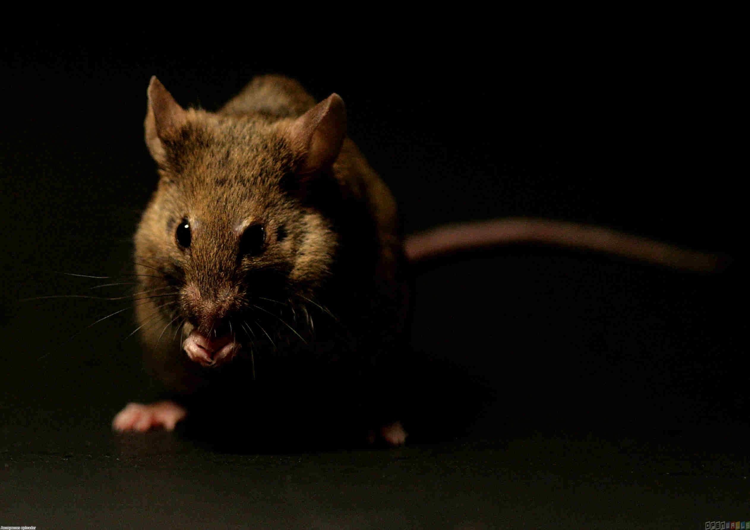 2530x1790 Rat Wallpaper Image, Desktop