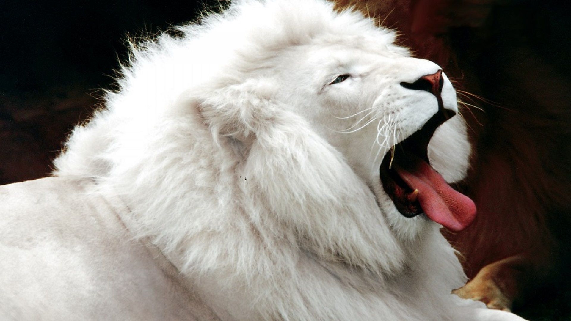 1920x1080 White Lion Animal Wallpaper Hd Free For You, Desktop