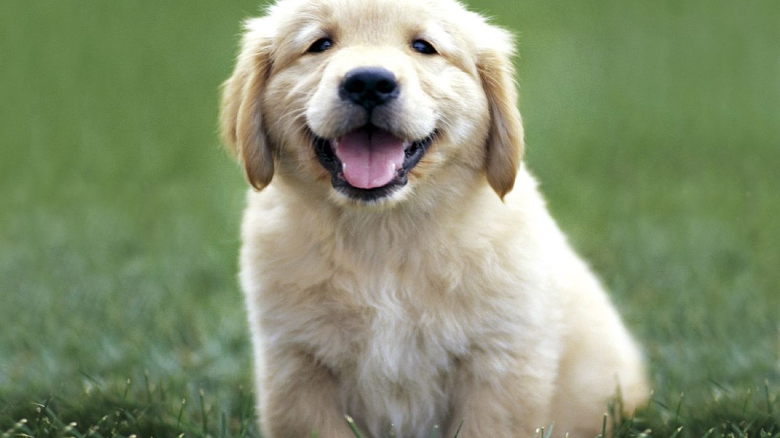 1600x900 Free download Cute Golden Retriever Puppies Wallpaper High, Desktop